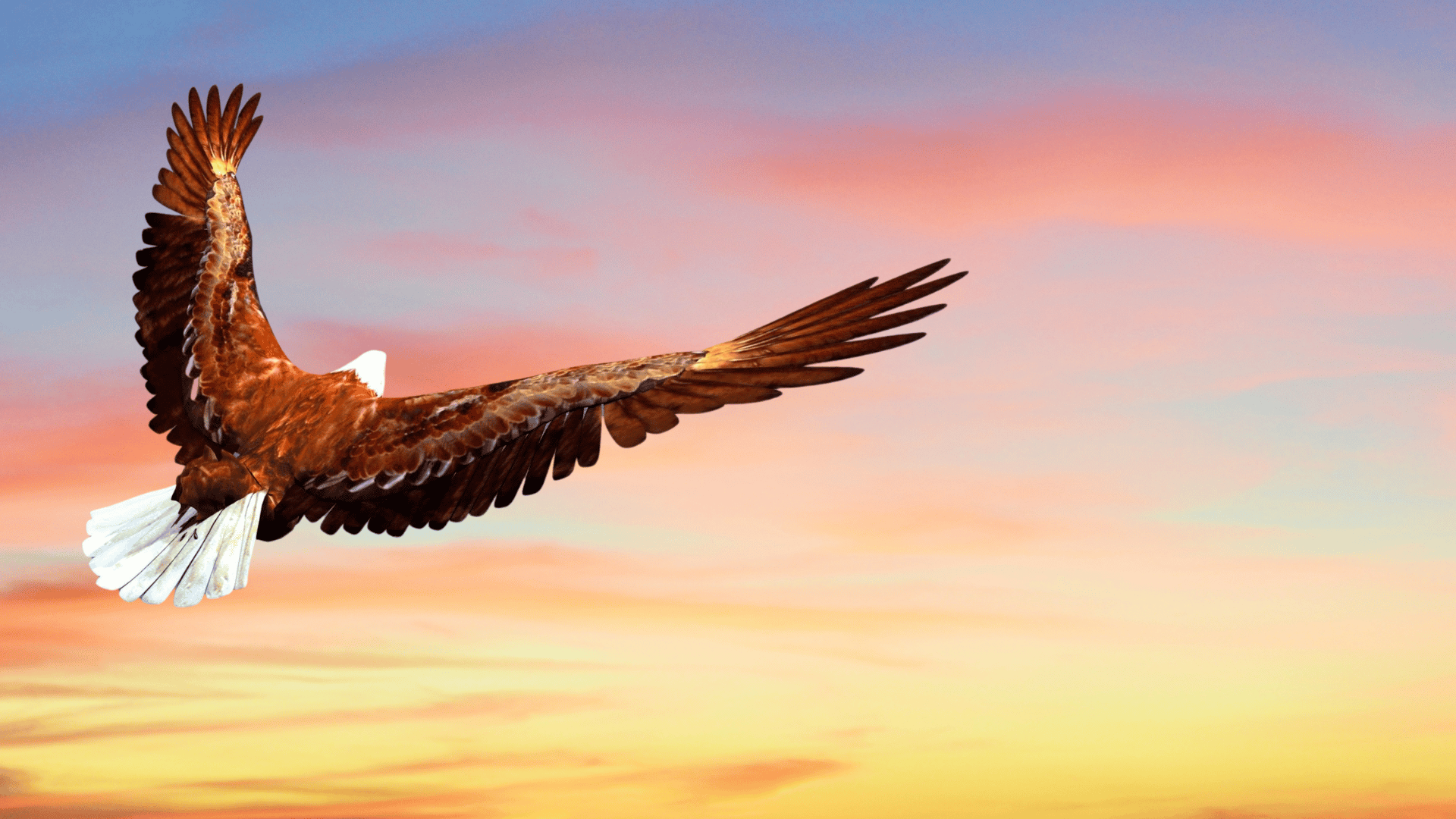 Ein Adler fliegt dem Sonnenuntergang entgegen. 