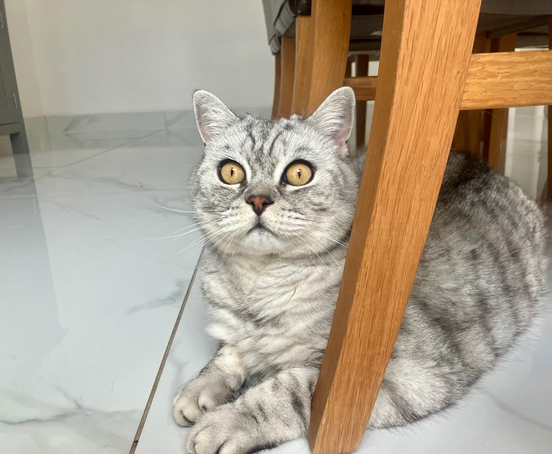 white and gray cat