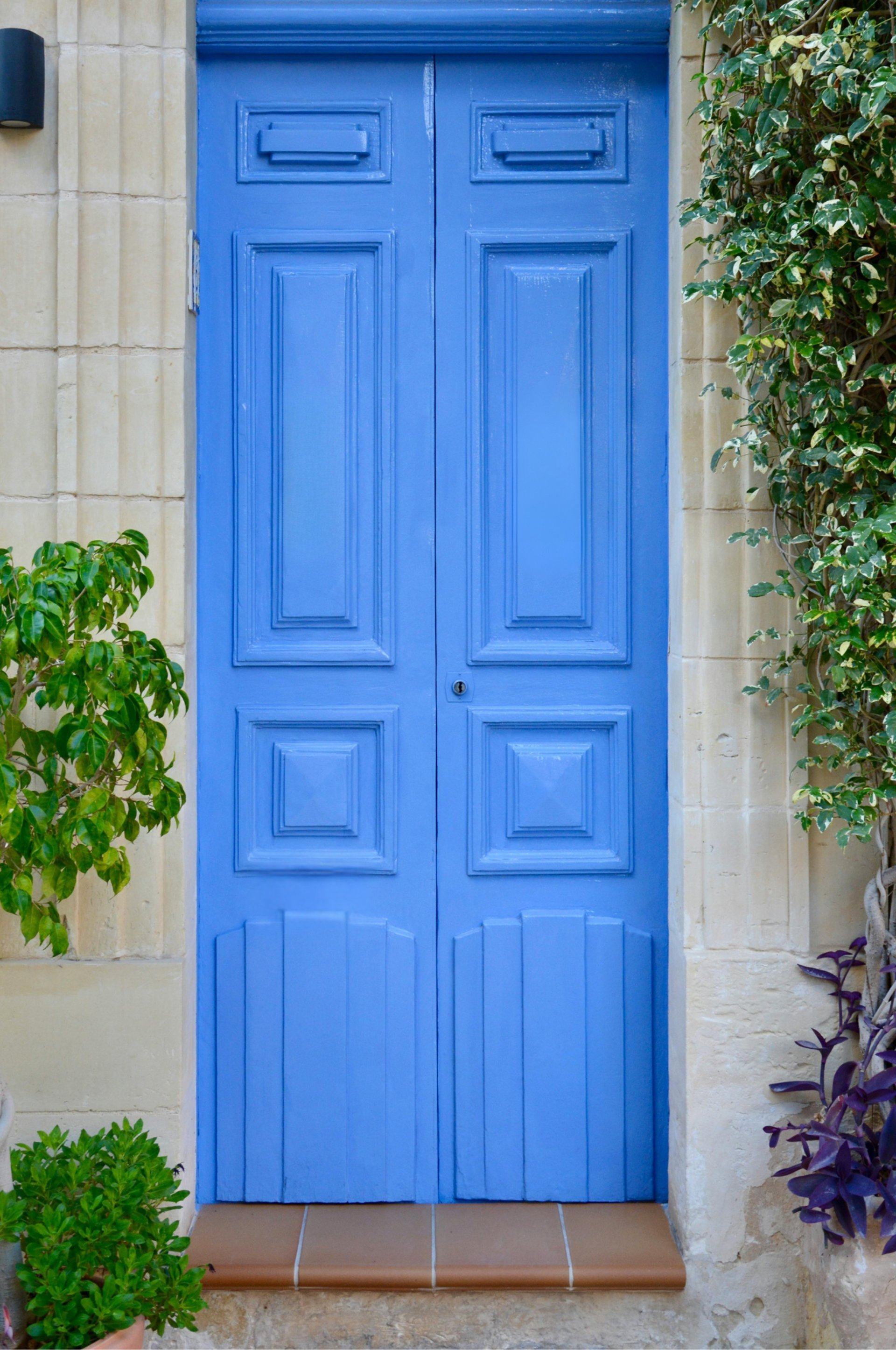 a potted plant with purple flowers in front of a blue door