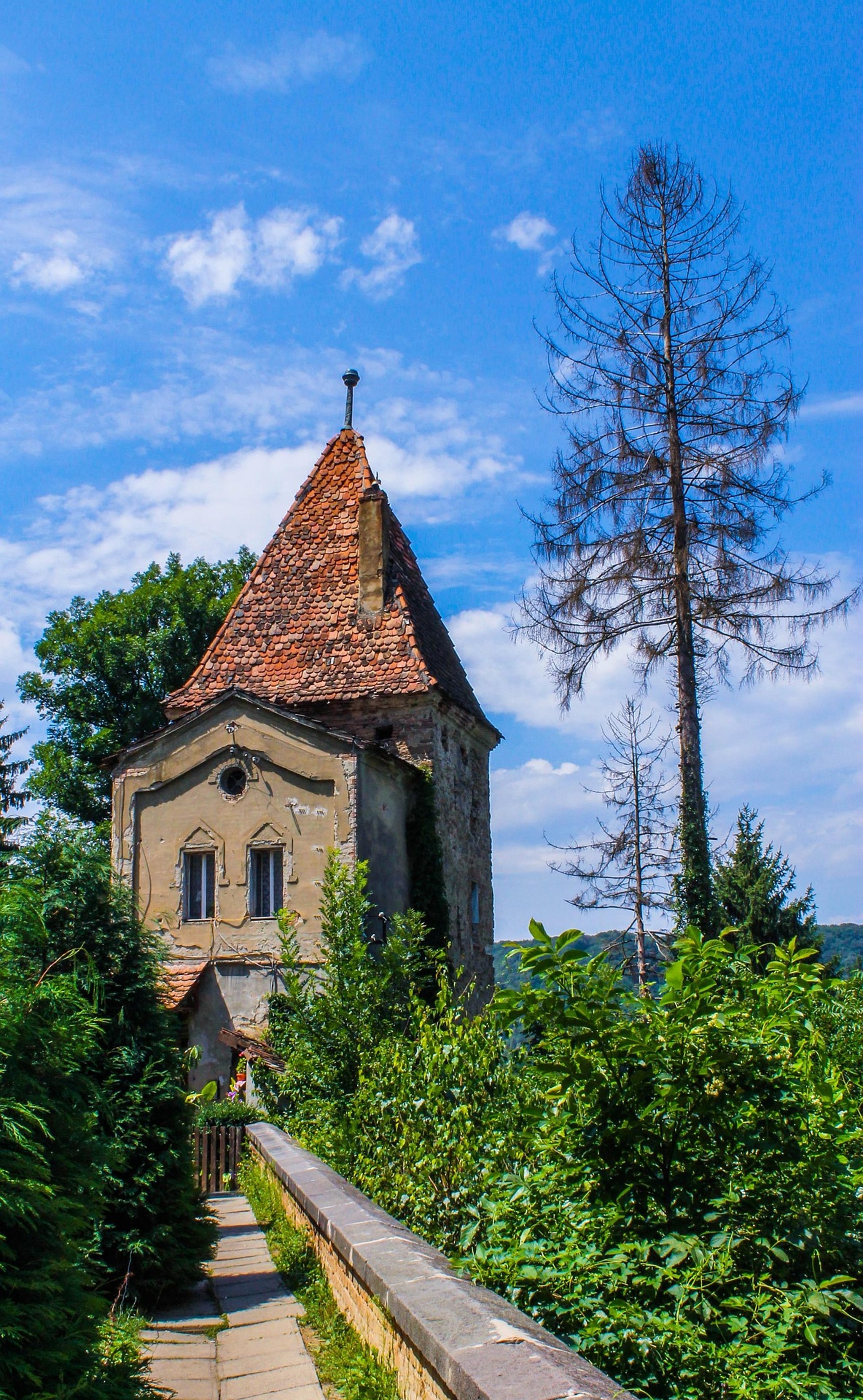 a potted plant with purple flowers in front of a blue door