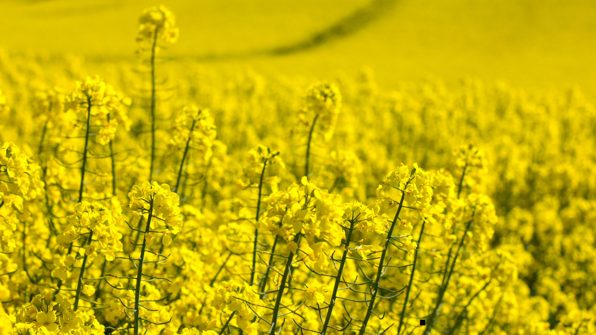 black blue and yellow textile