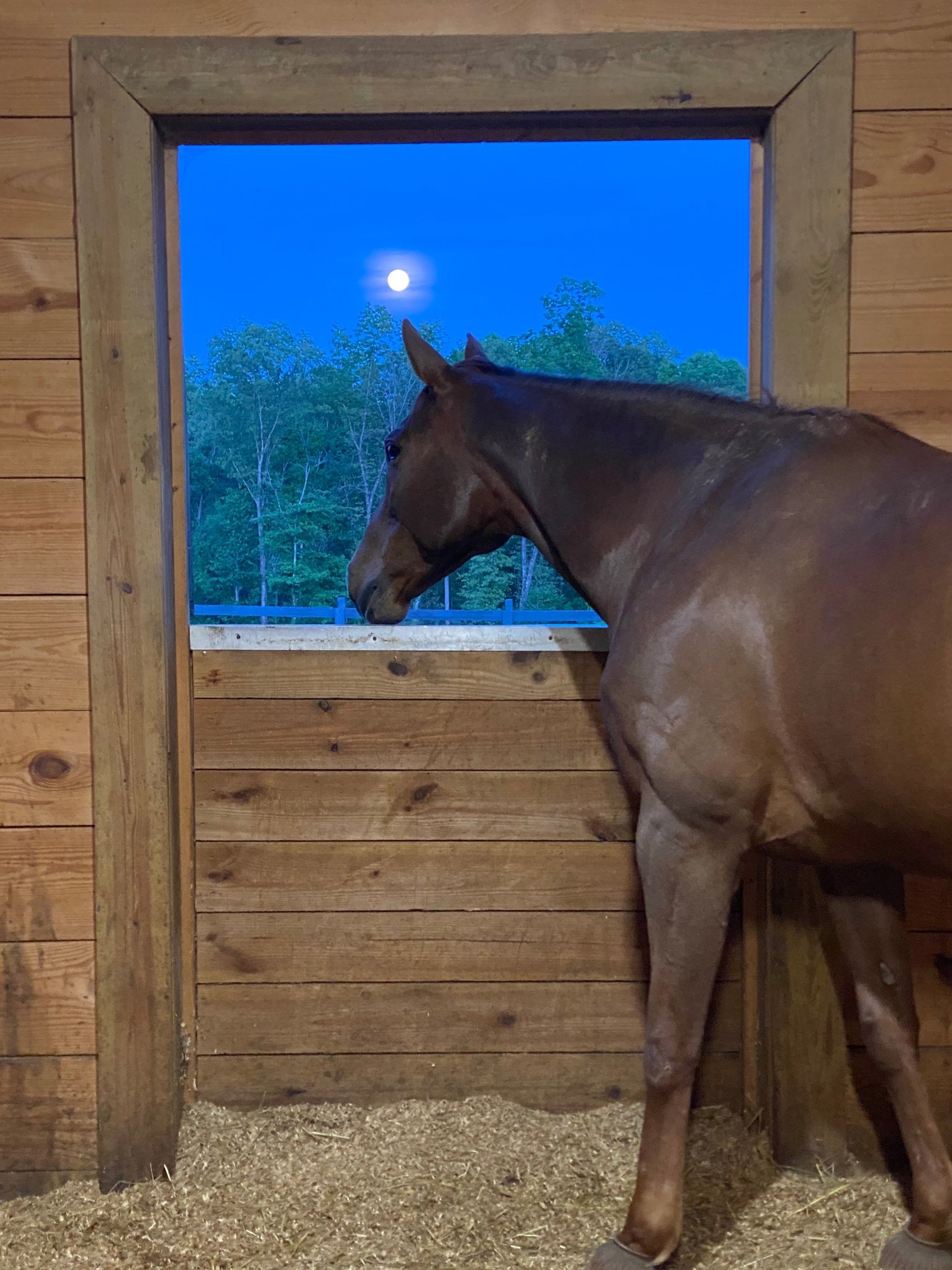 black and brown leather padded tub sofa