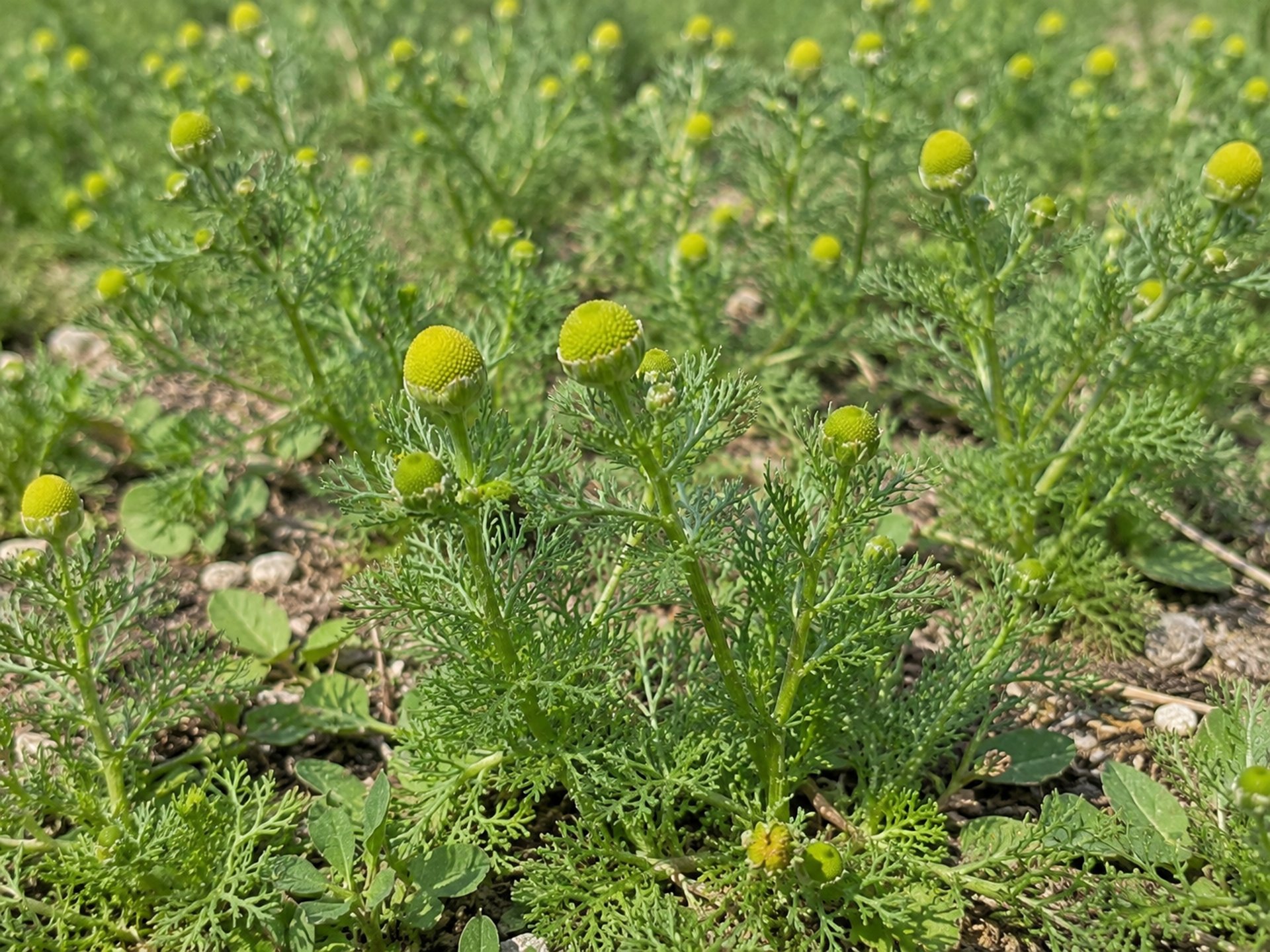 a group of blue flowers sitting on top of a sandy ground