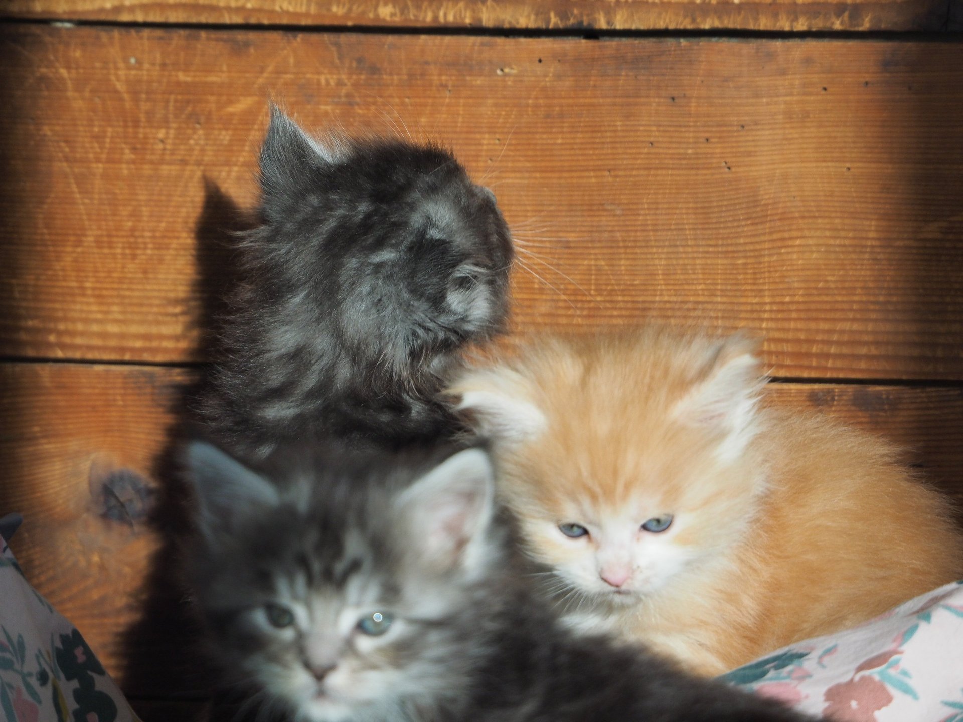 gray computer monitor