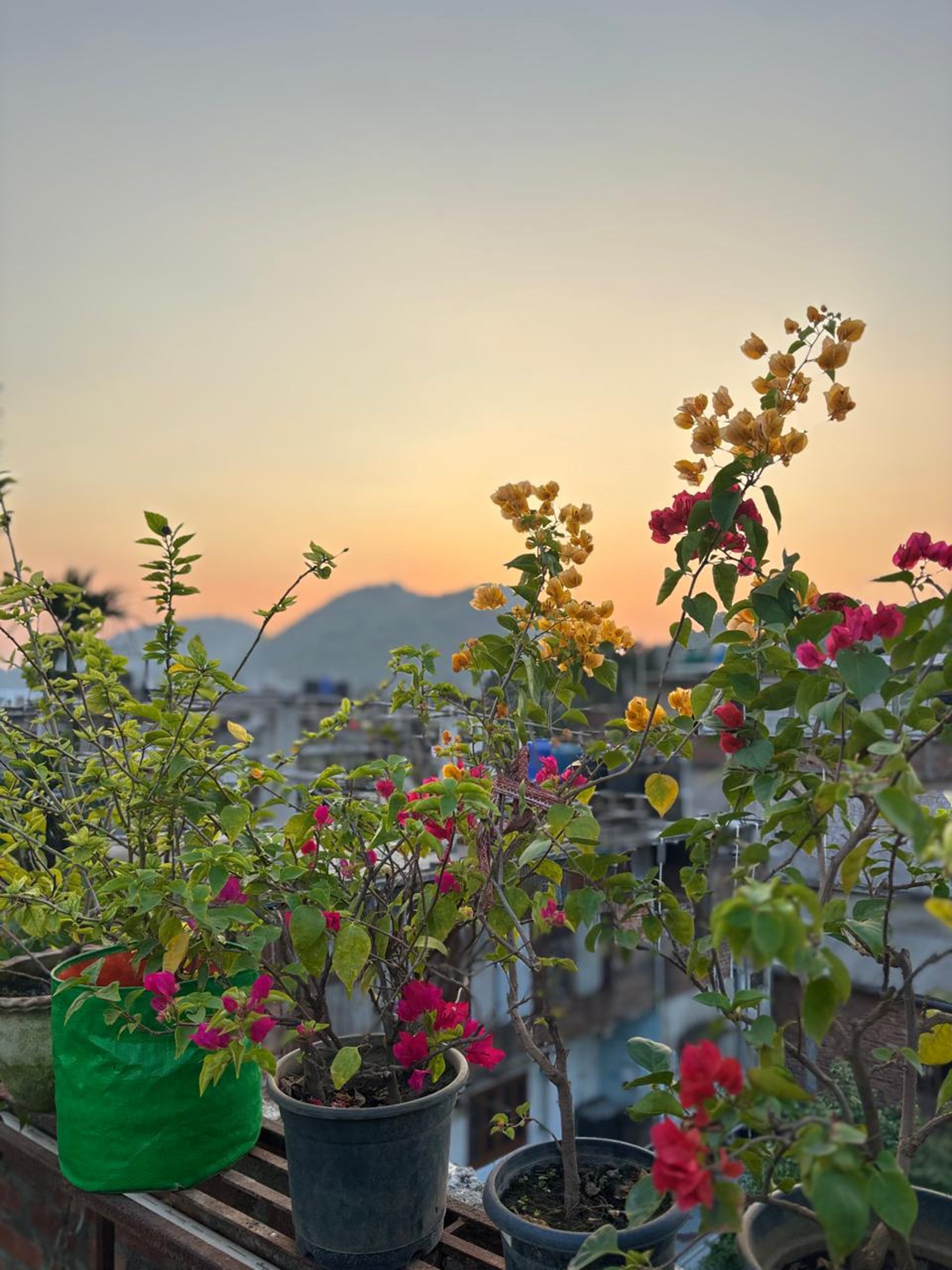 sun light passing through green leafed tree