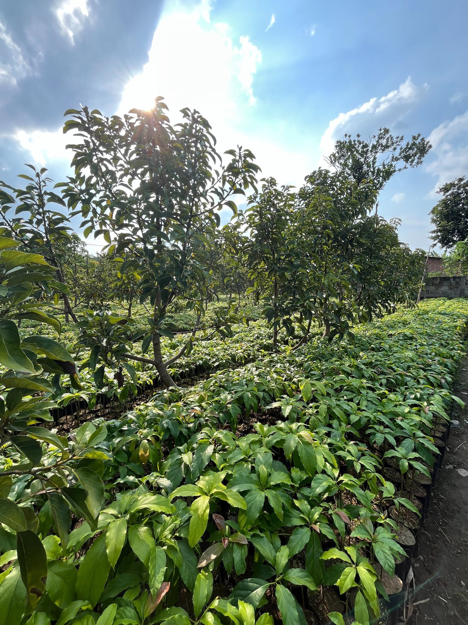 woman holding dried flower