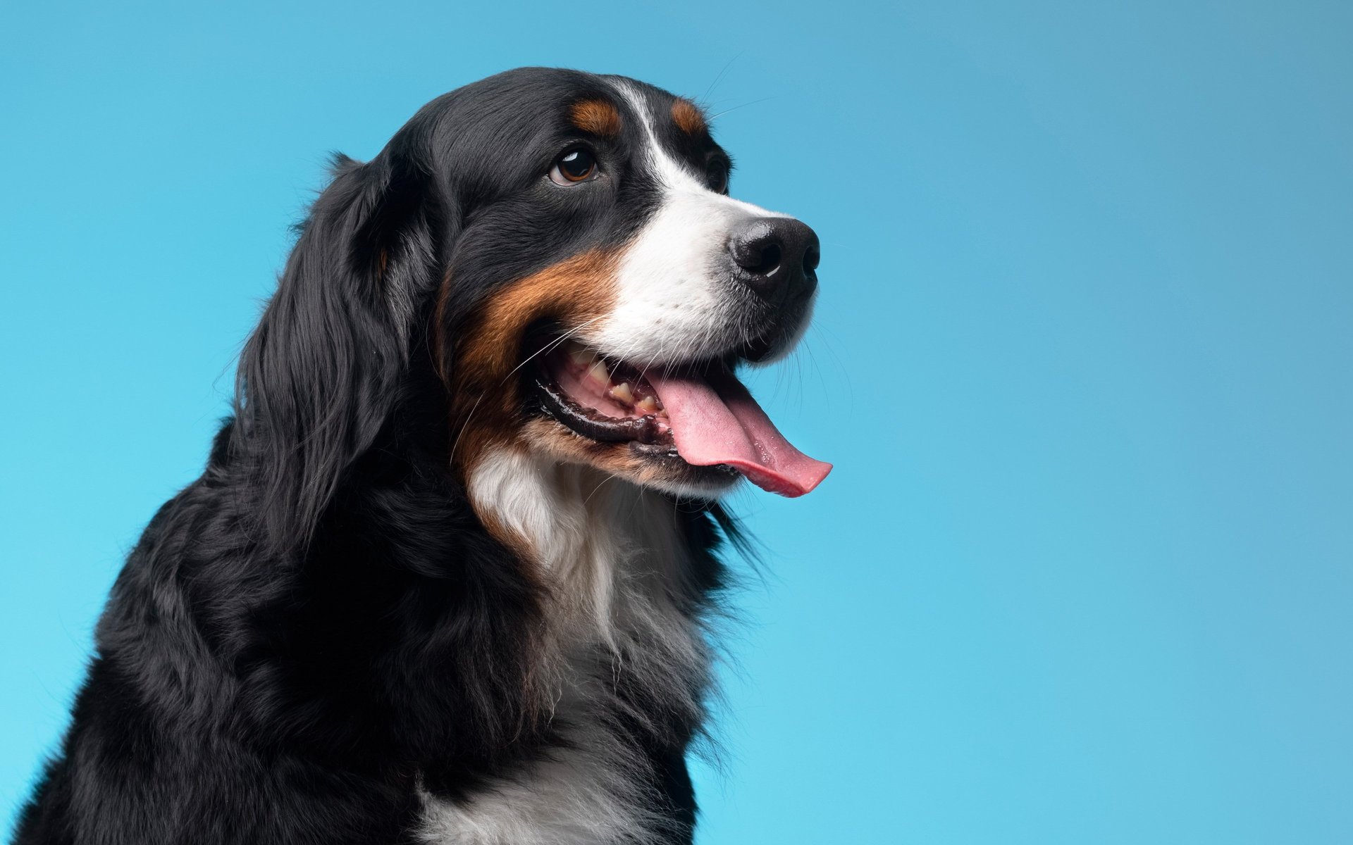 black and brown leather padded tub sofa