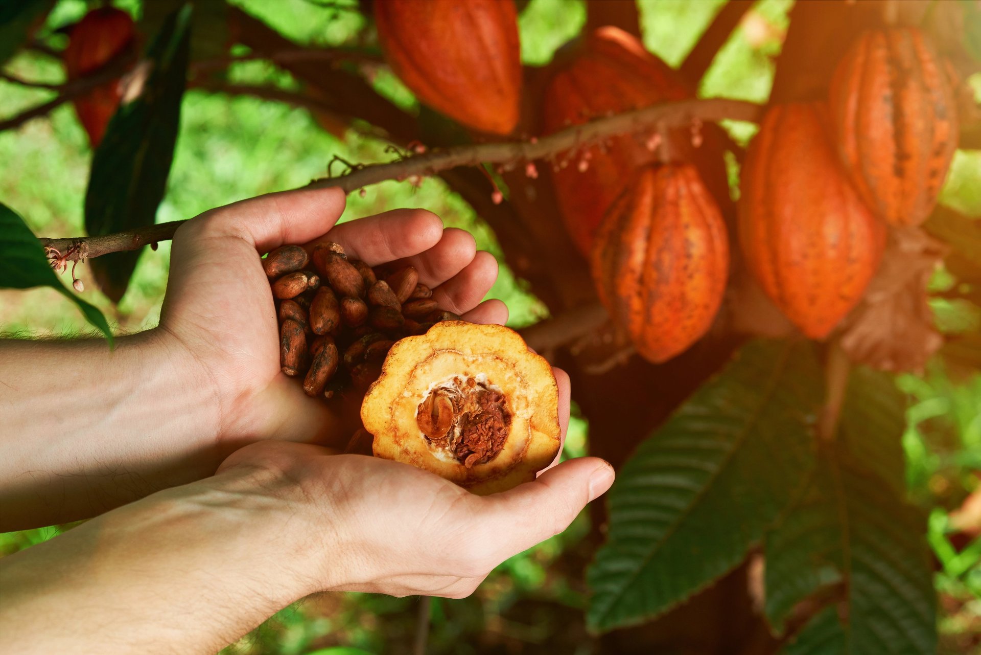 Sustainable harvesting of high-quality cocoa beans for premium cocoa ingredients production