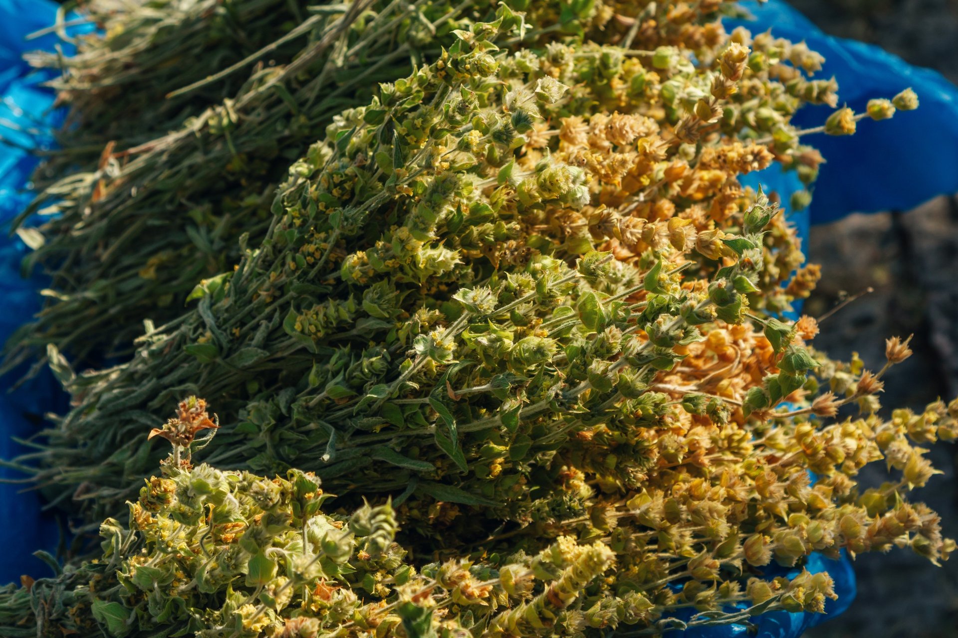 A cup of tea sitting on top of a moss covered ground