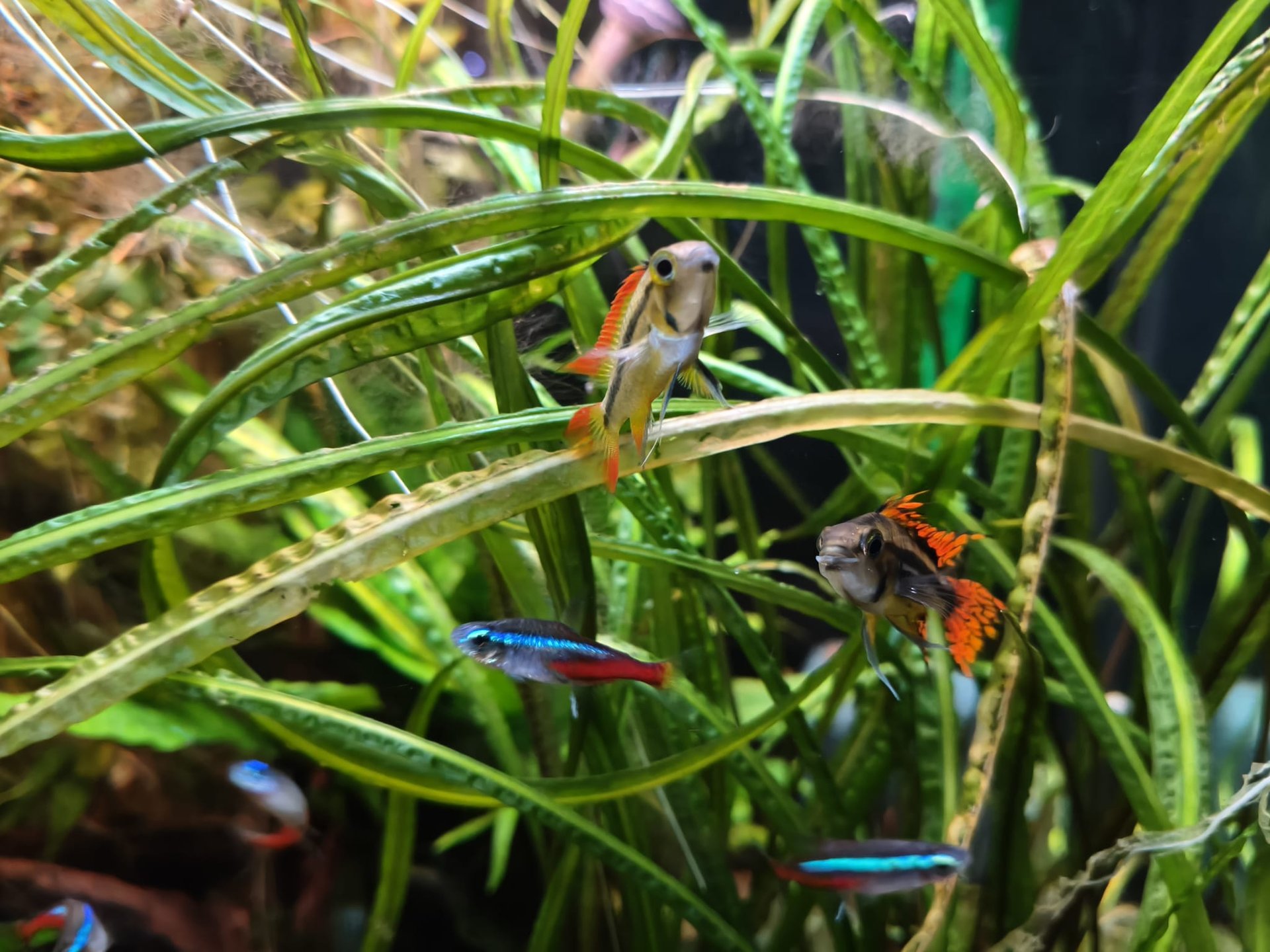 gray computer monitor