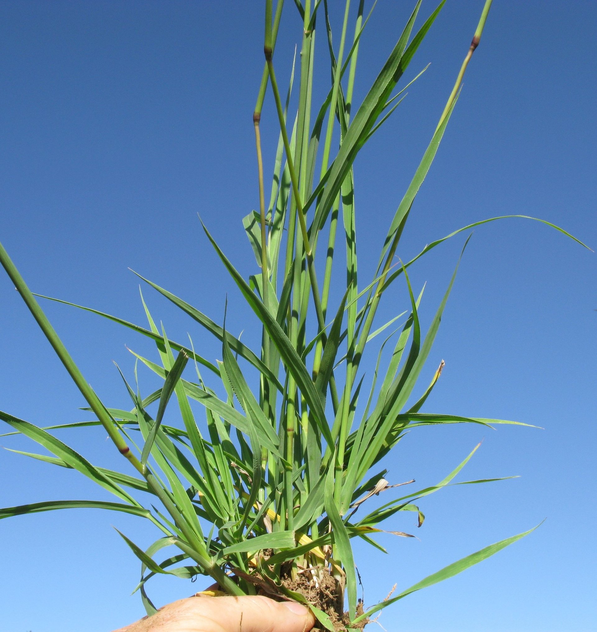 black and brown leather padded tub sofa