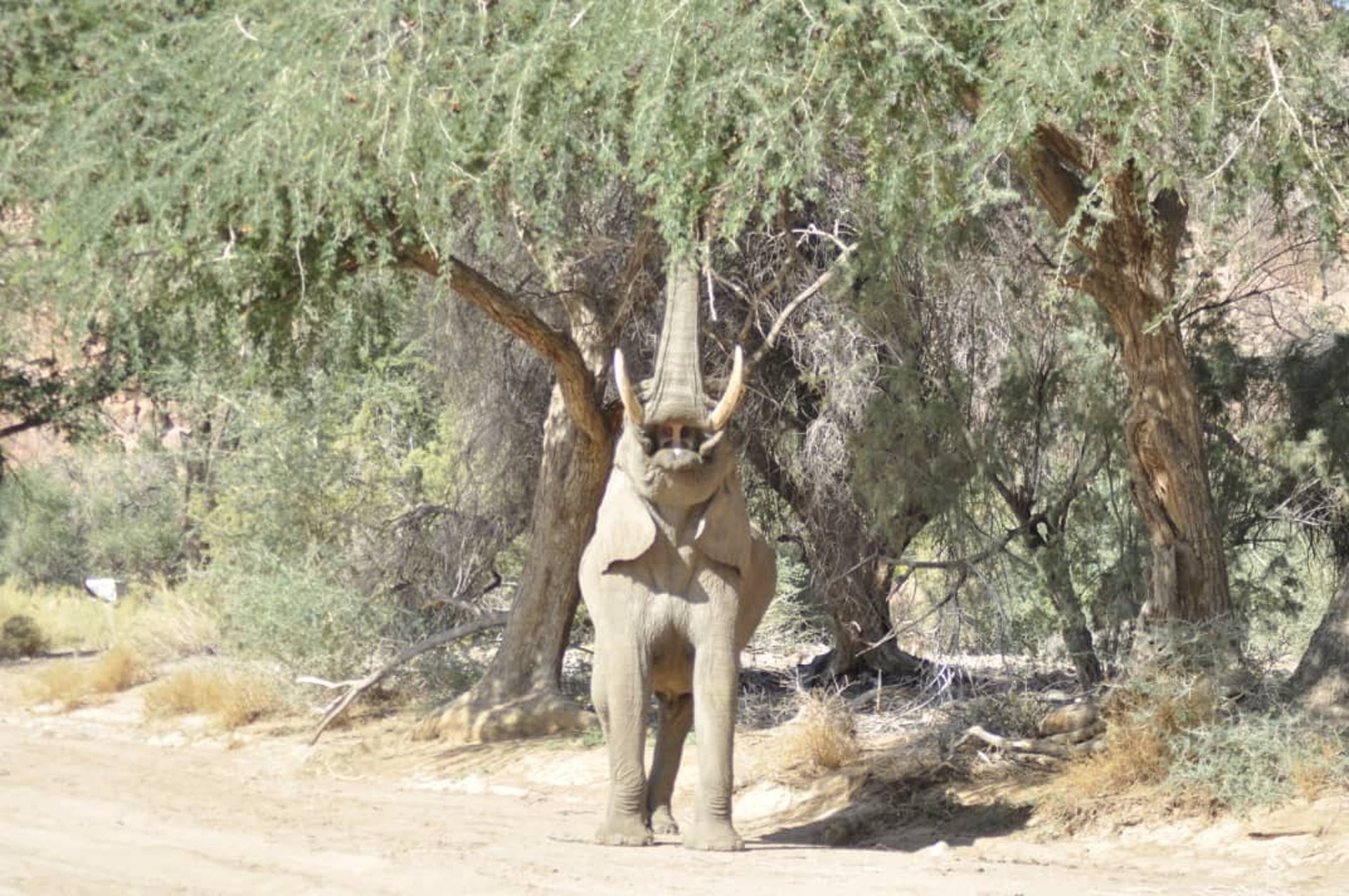 woman wearing yellow long-sleeved dress under white clouds and blue sky during daytime
