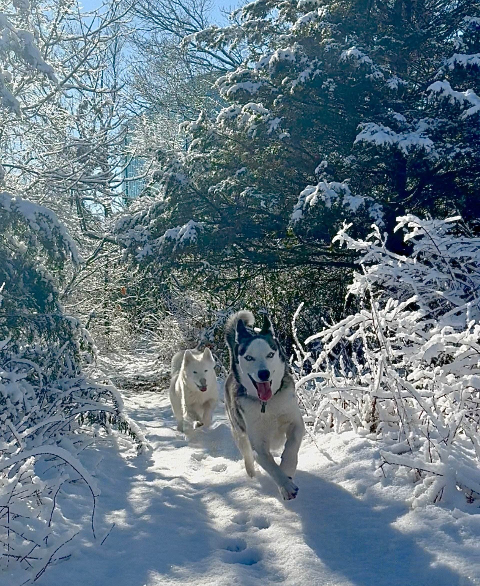gray computer monitor