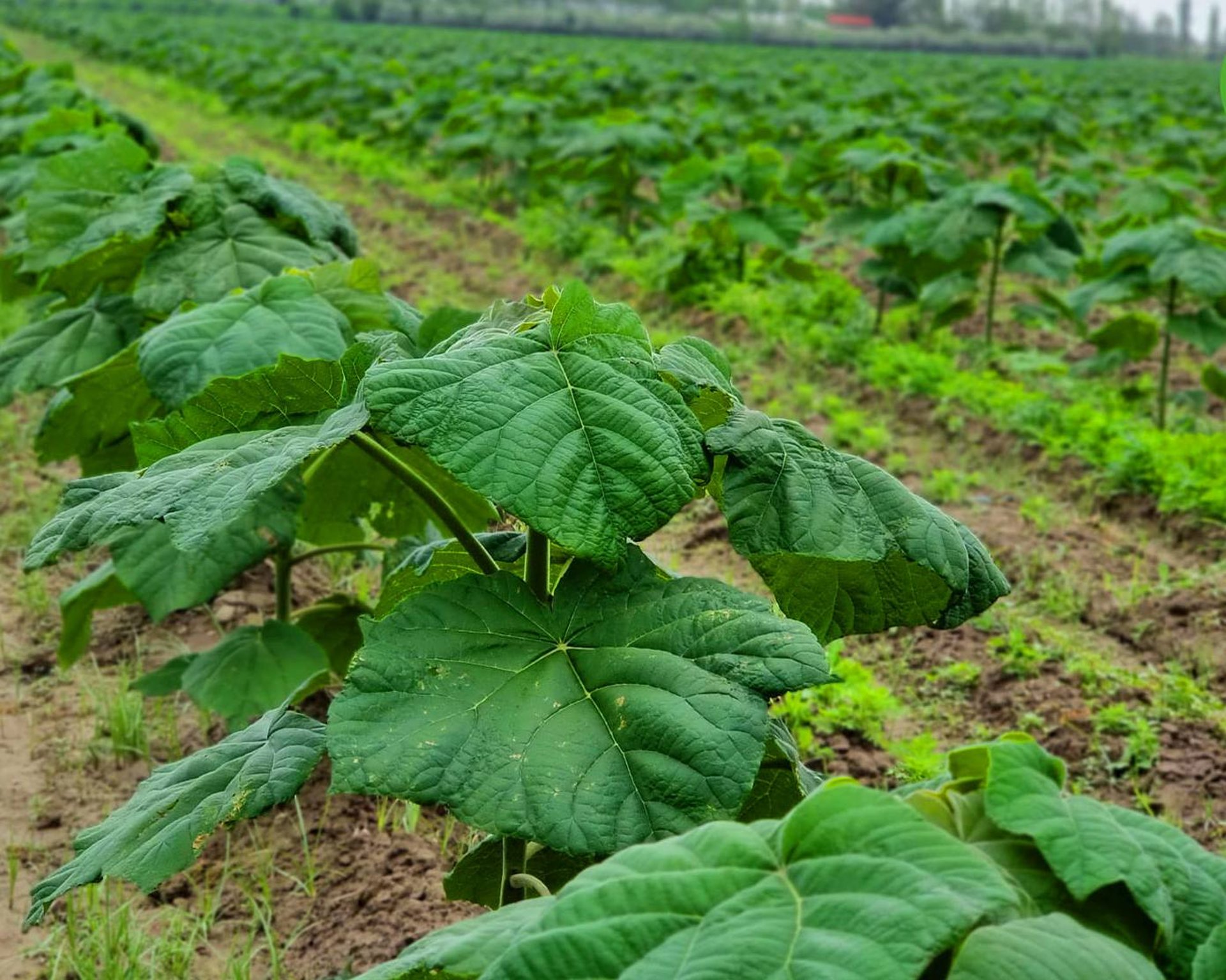 gray computer monitor