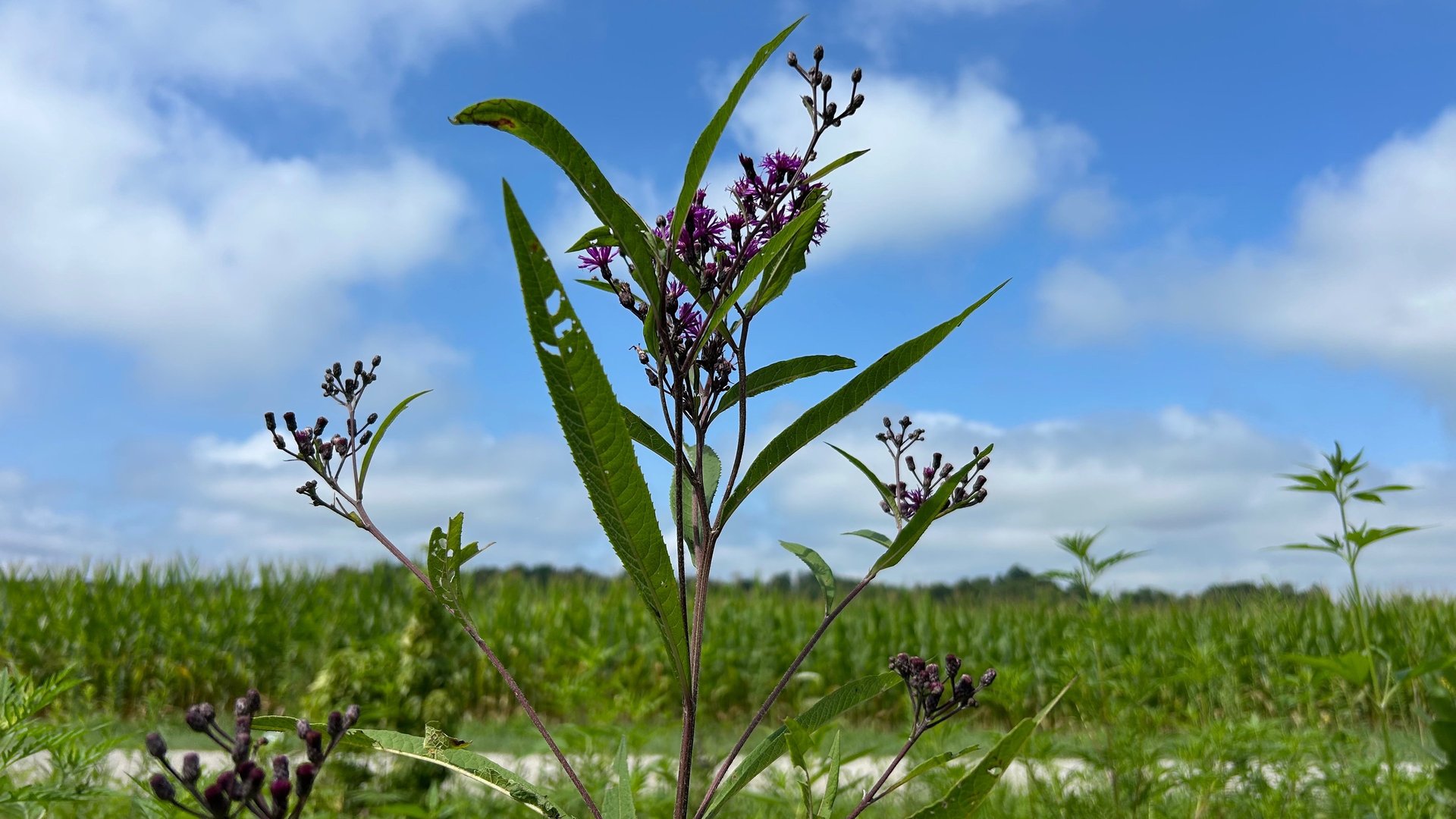 gray computer monitor
