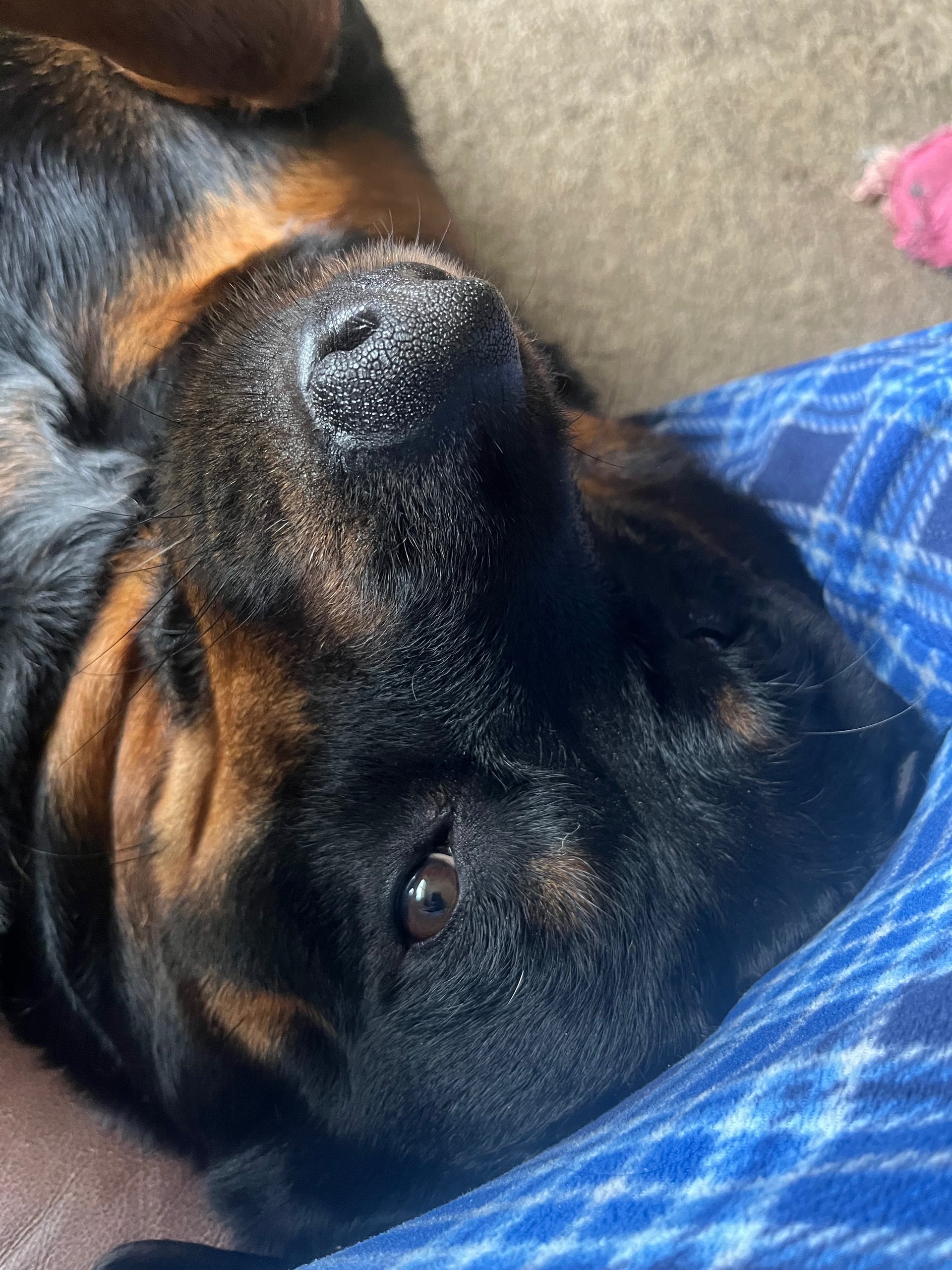 gray computer monitor