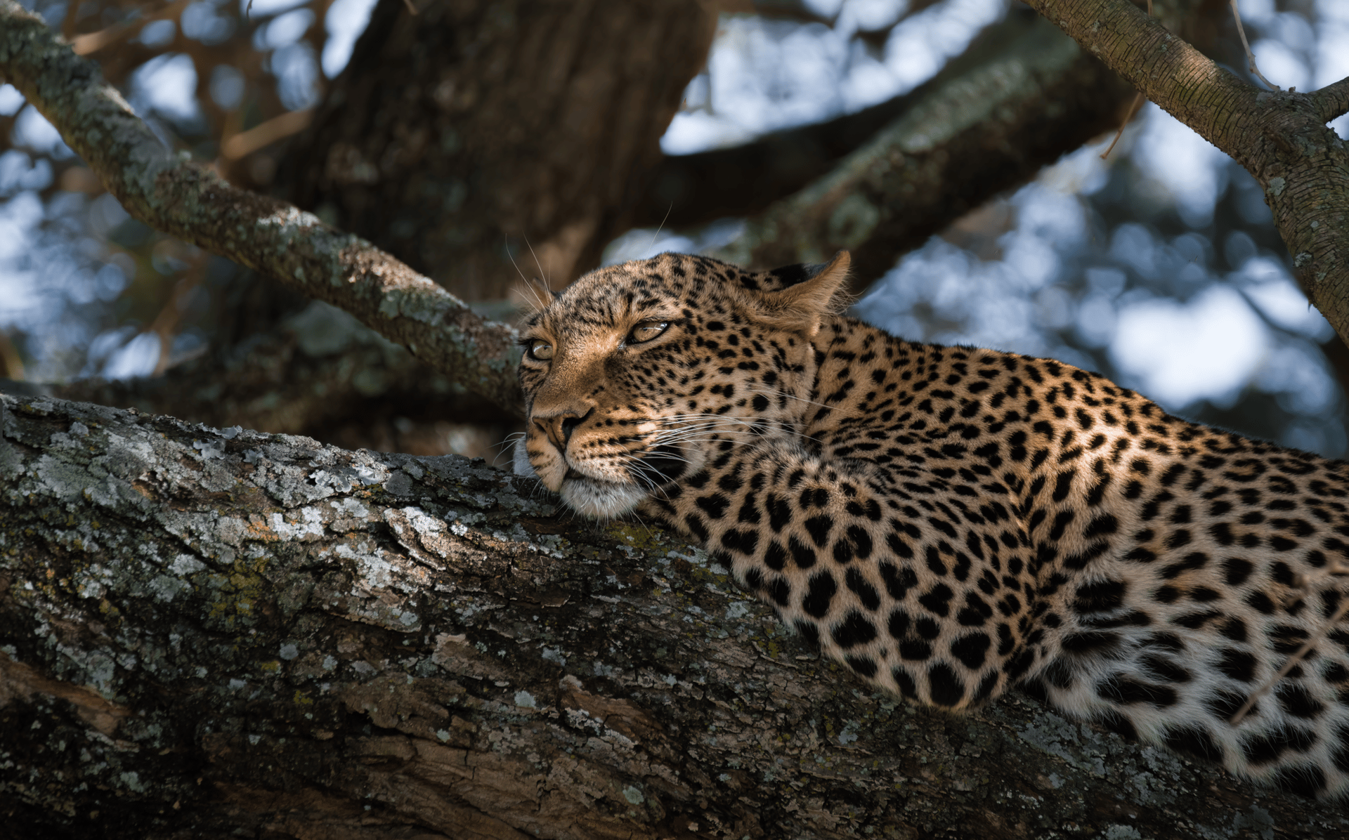 an abstract photo of a curved building with a blue sky in the background