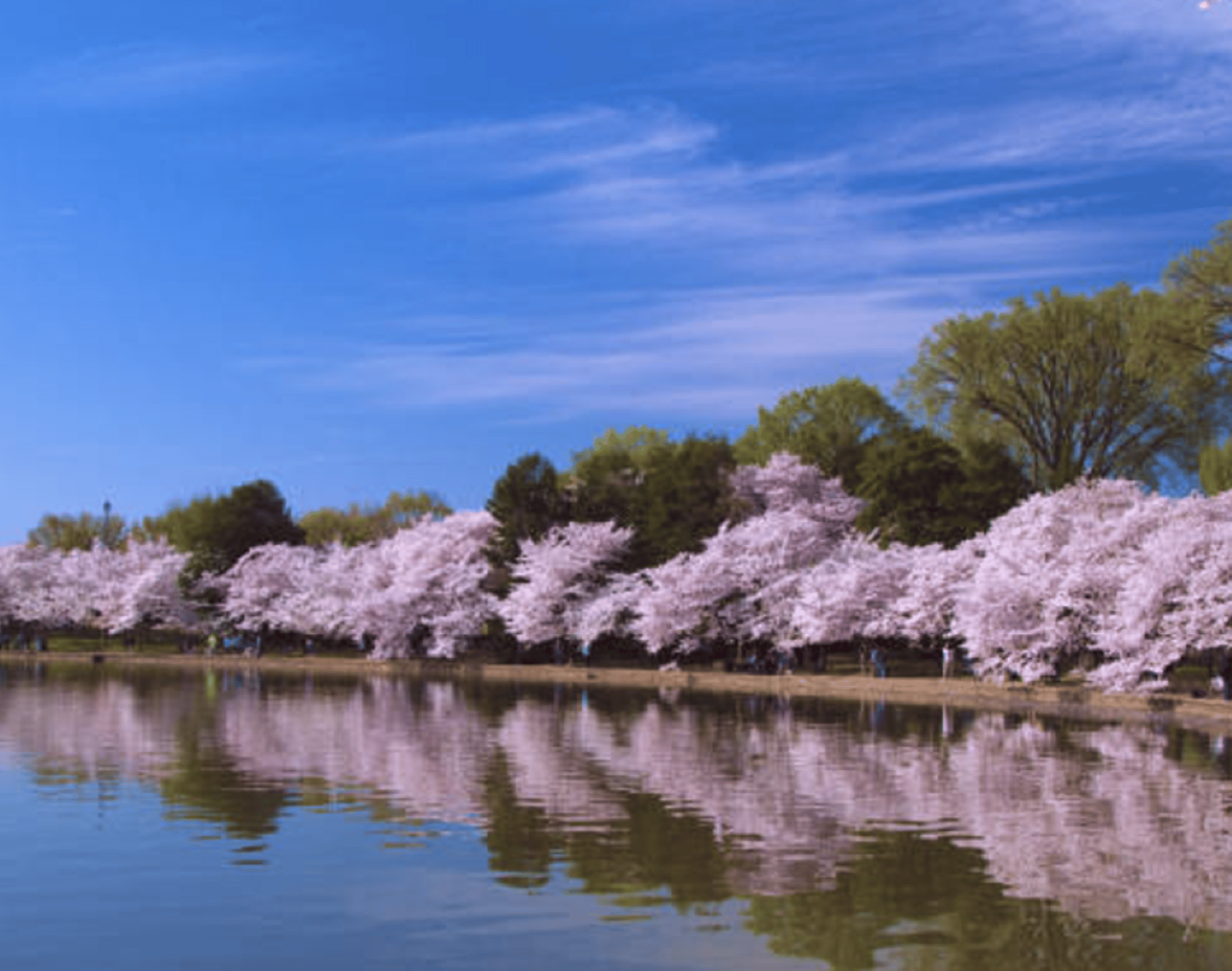 body of water beside cherry blossom trees