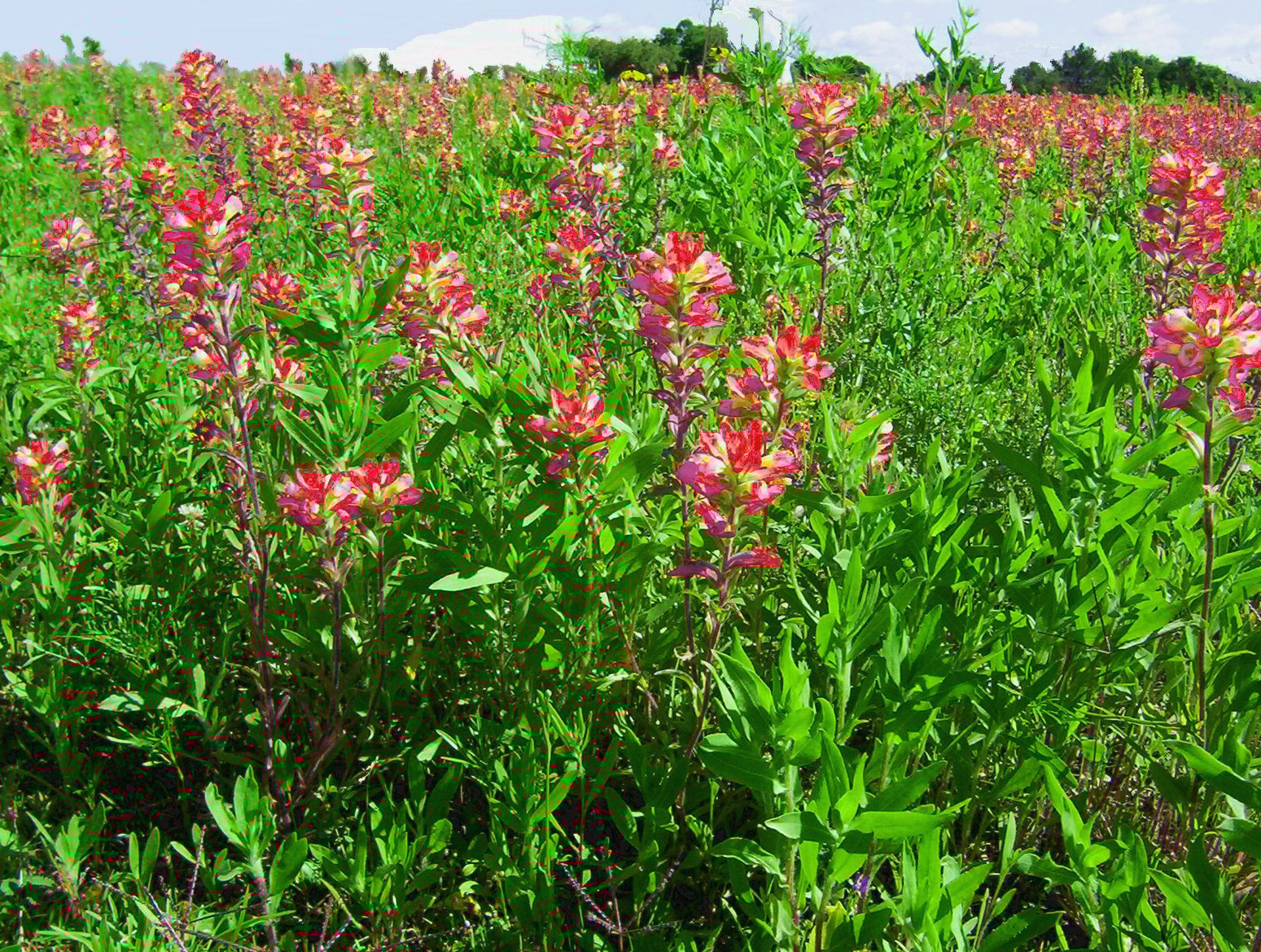gray computer monitor