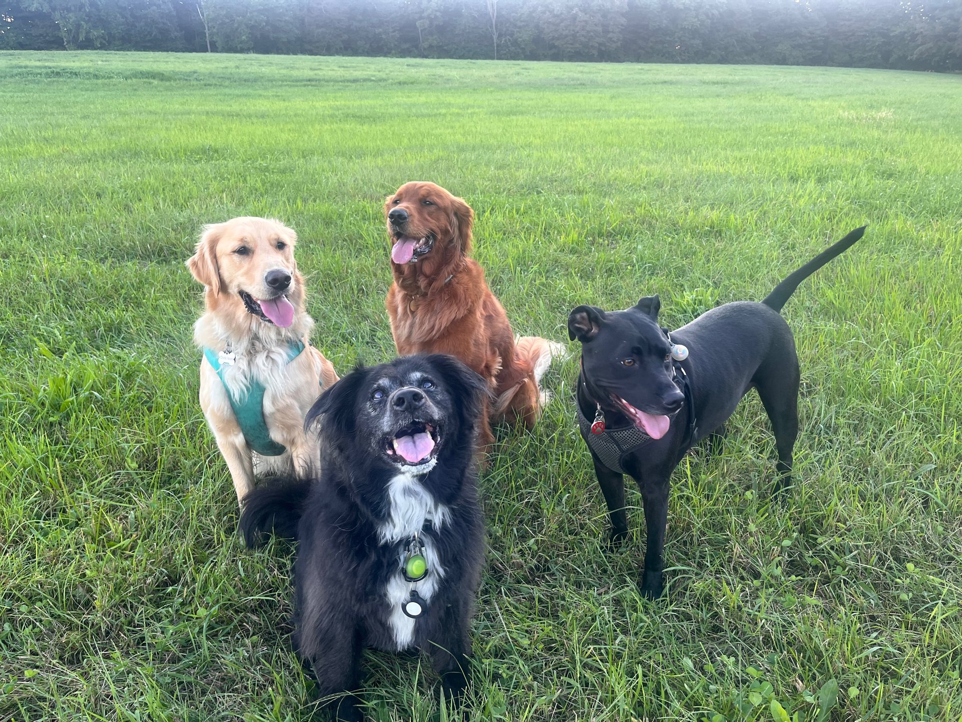 black and brown leather padded tub sofa
