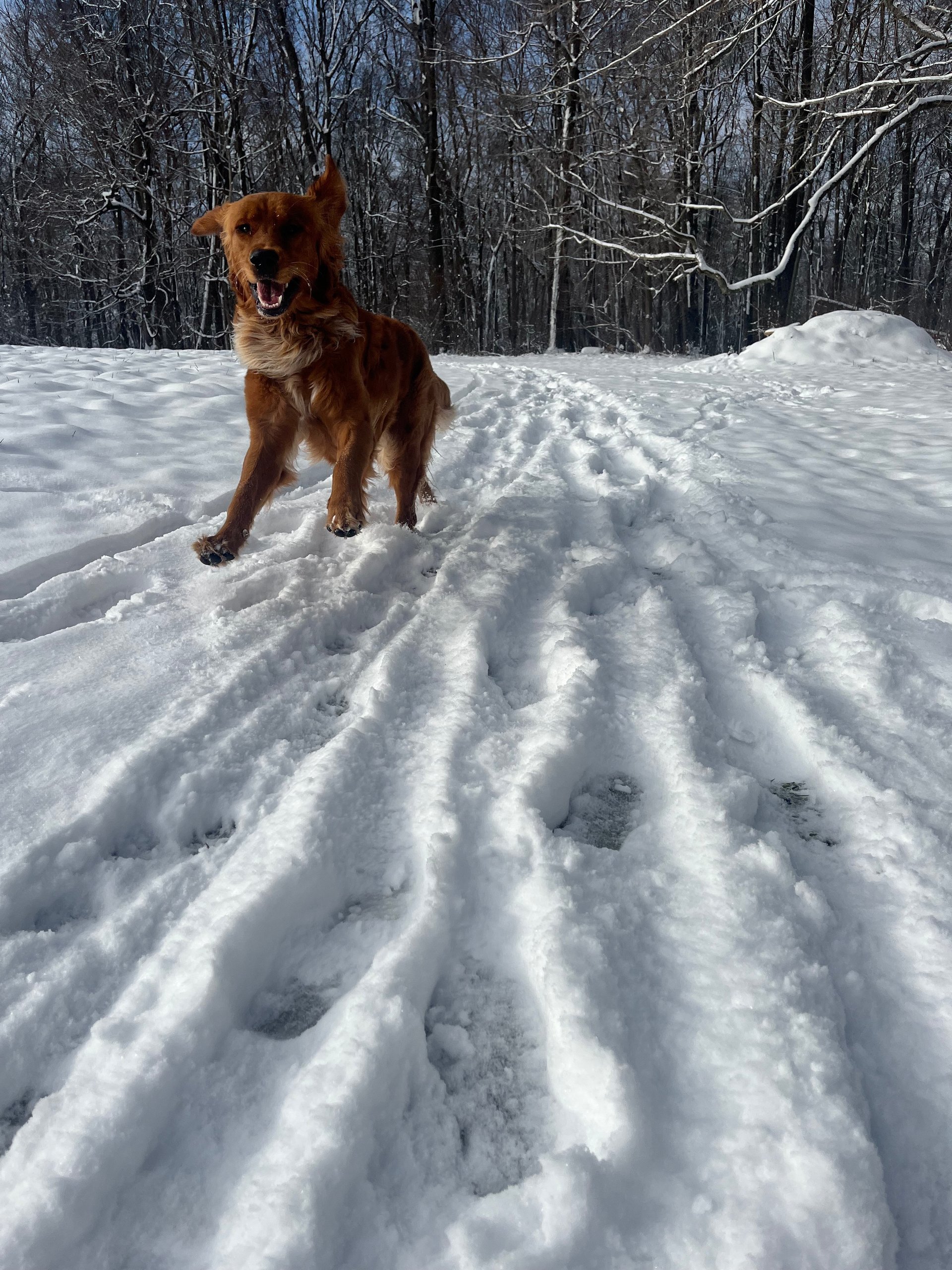 gray computer monitor