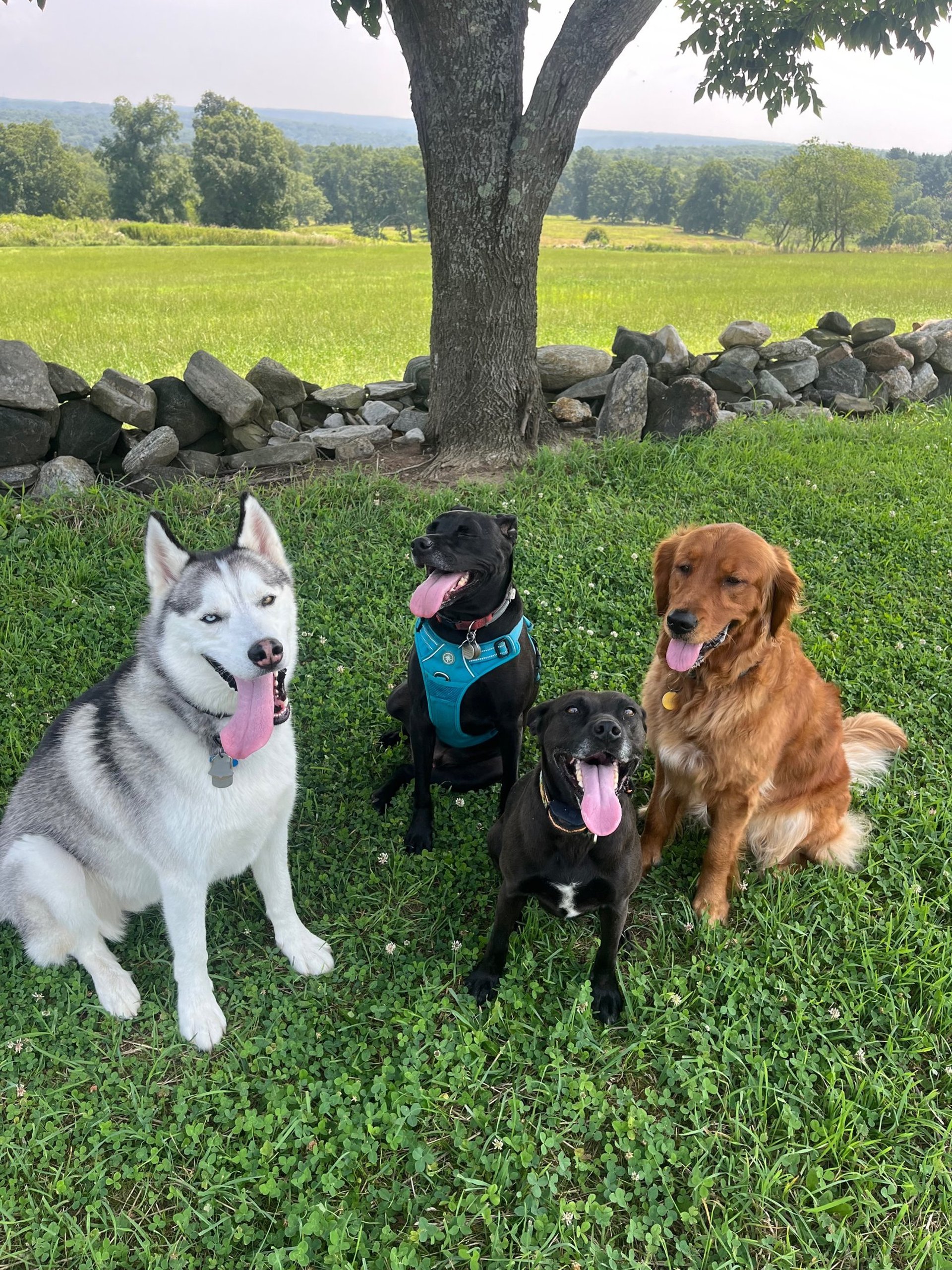 black and brown leather padded tub sofa