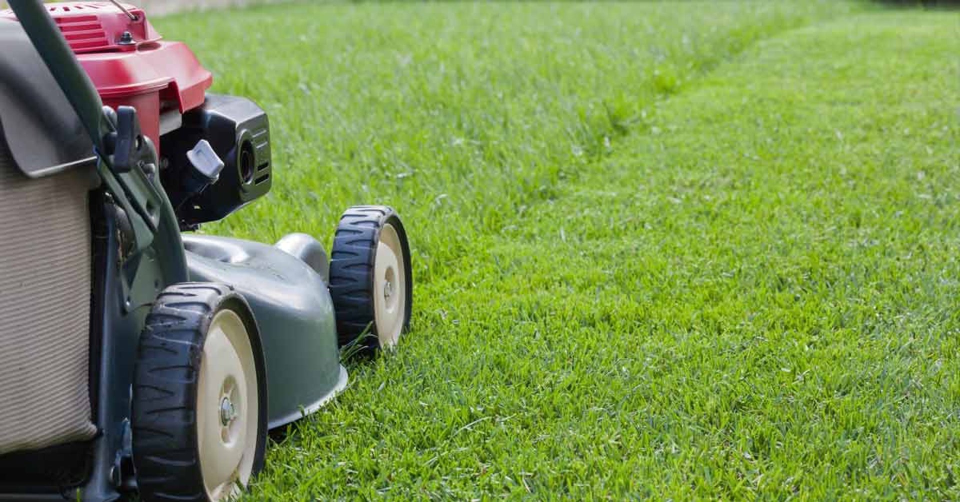 close-up of grass in a field