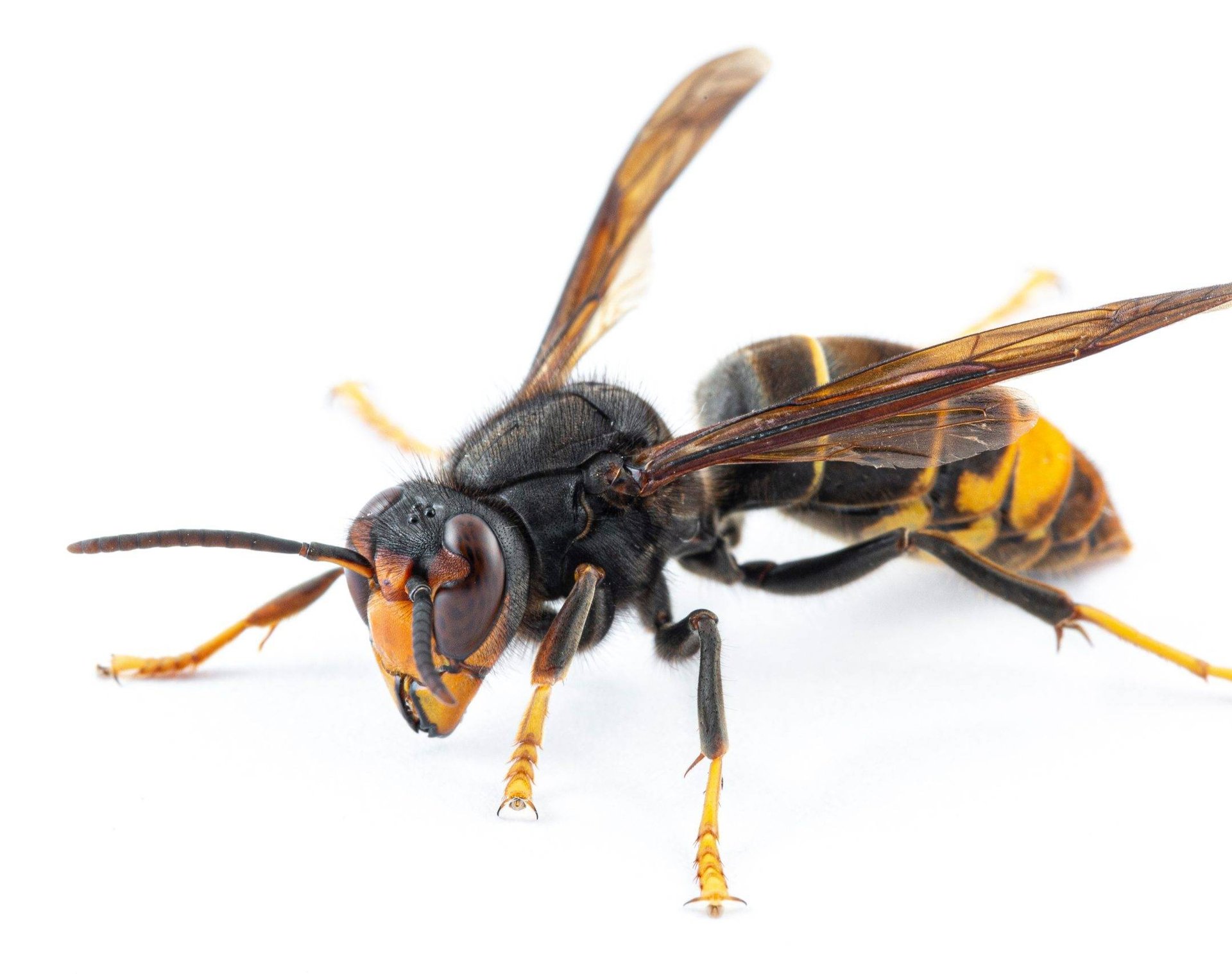 A close up of a bee on a tree