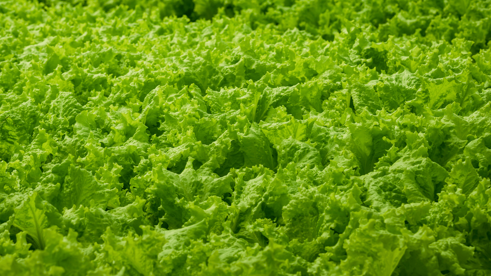 gray computer monitor