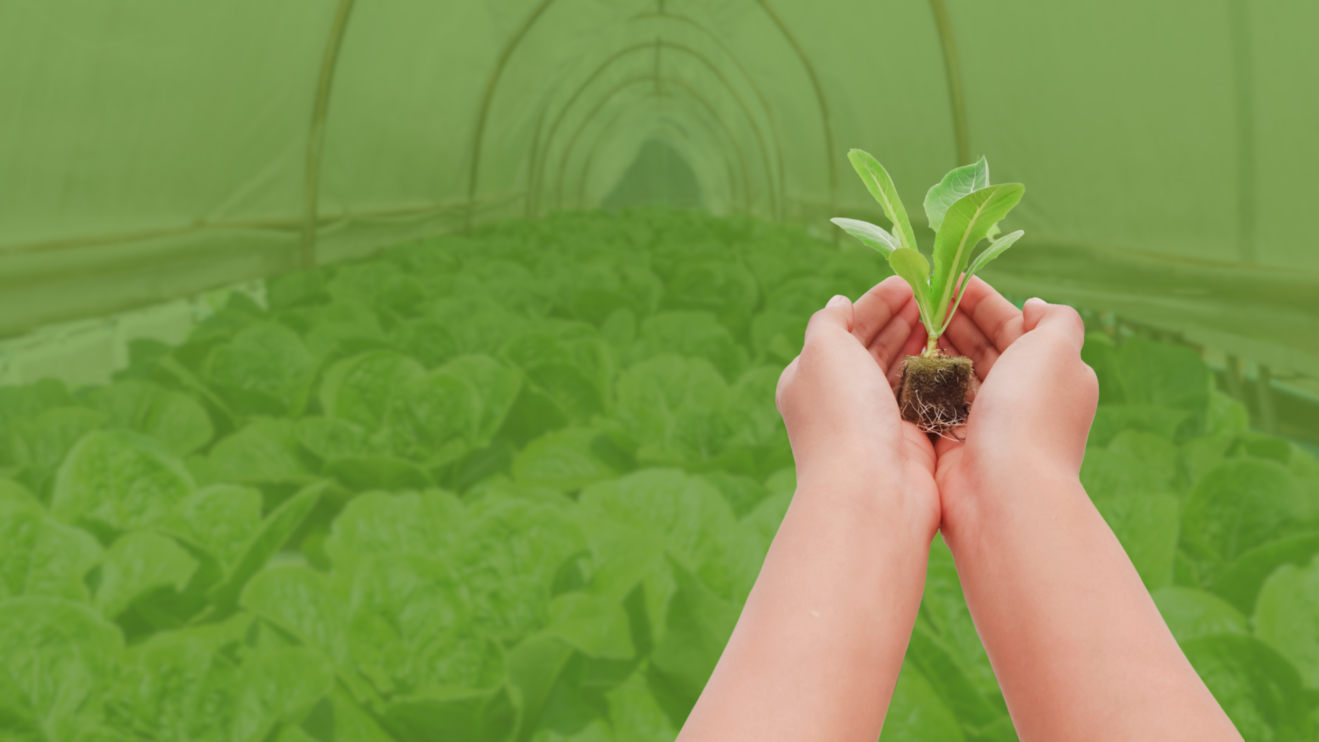 Hibernadero de lechugas hidropónicas en Tecate y una mano sosteniendo una plantula