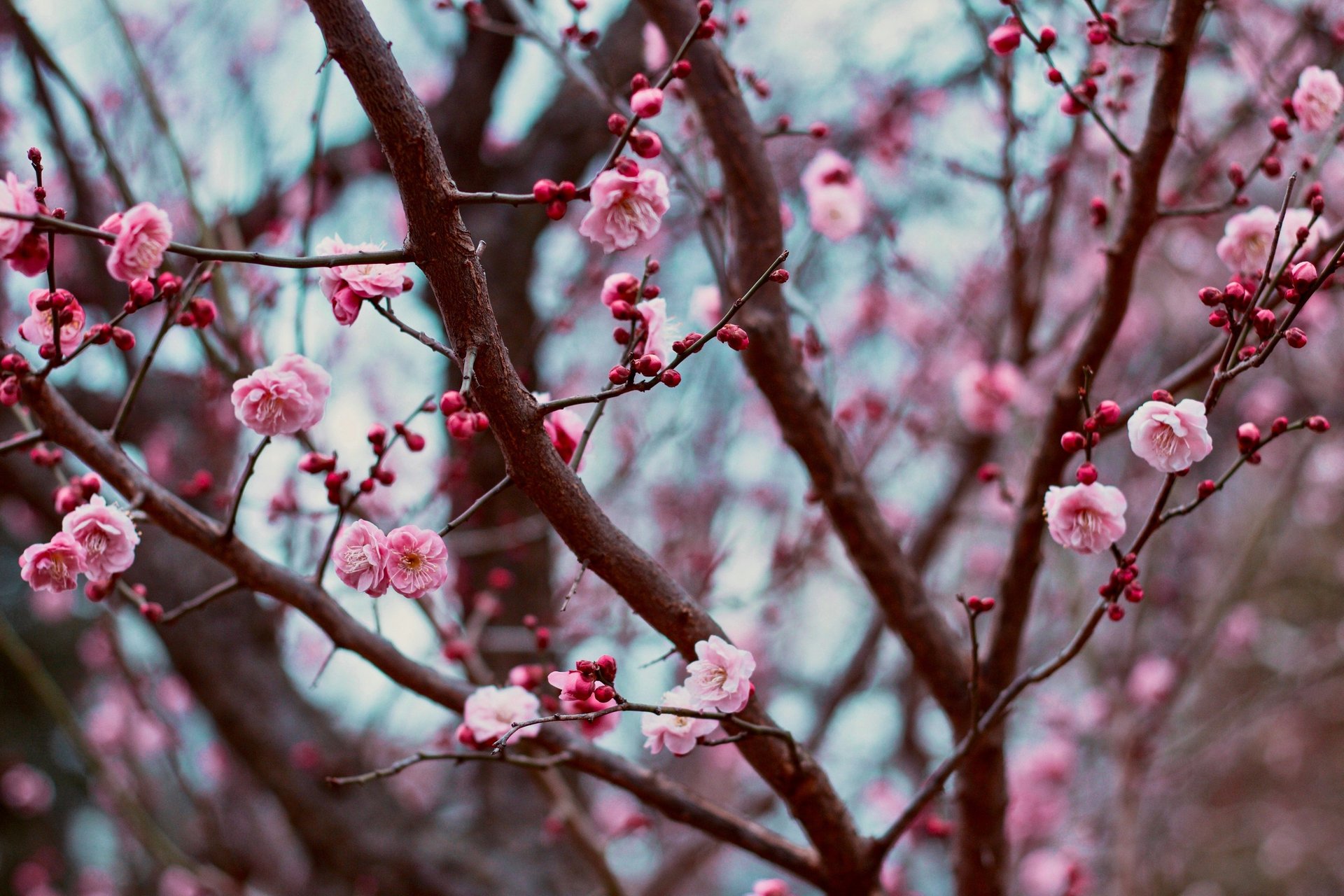 pink cherry blossom in close up photography