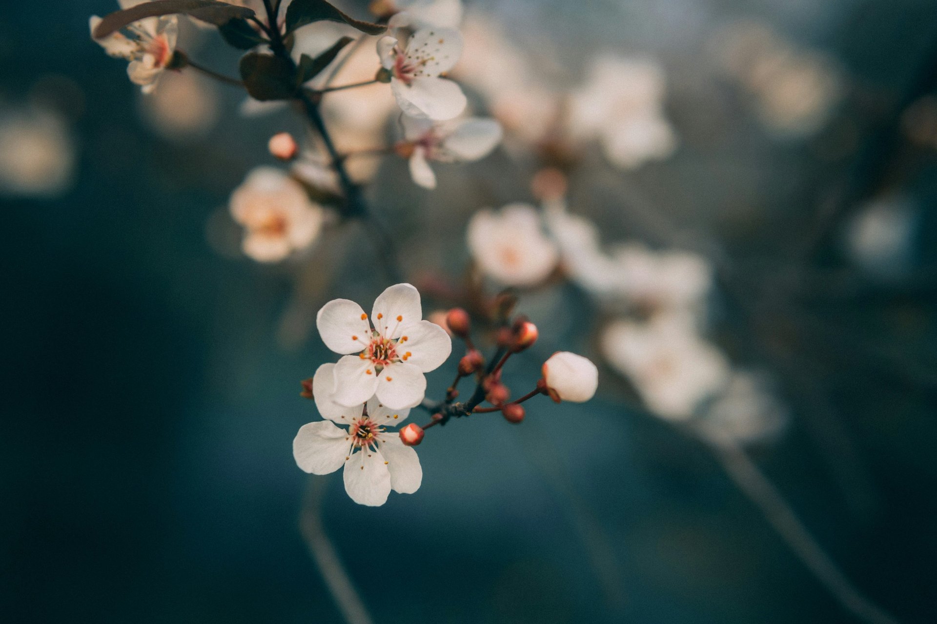 pink cherry blossom in close up photography