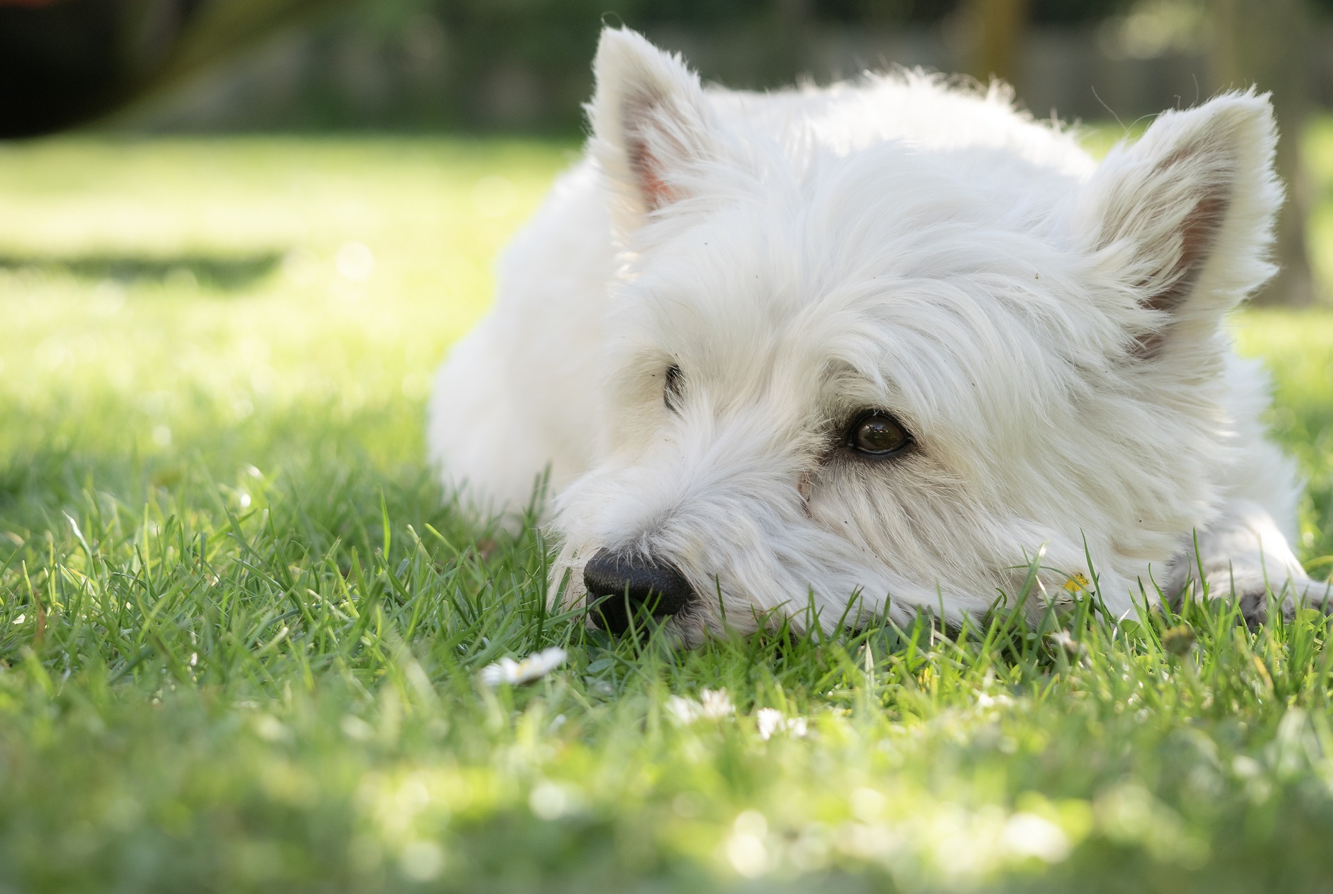 Woman and large white dog in a grassy field