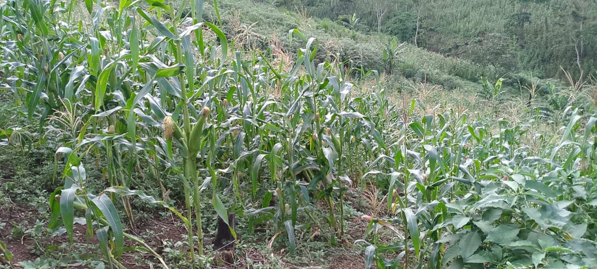 woman wearing yellow long-sleeved dress under white clouds and blue sky during daytime