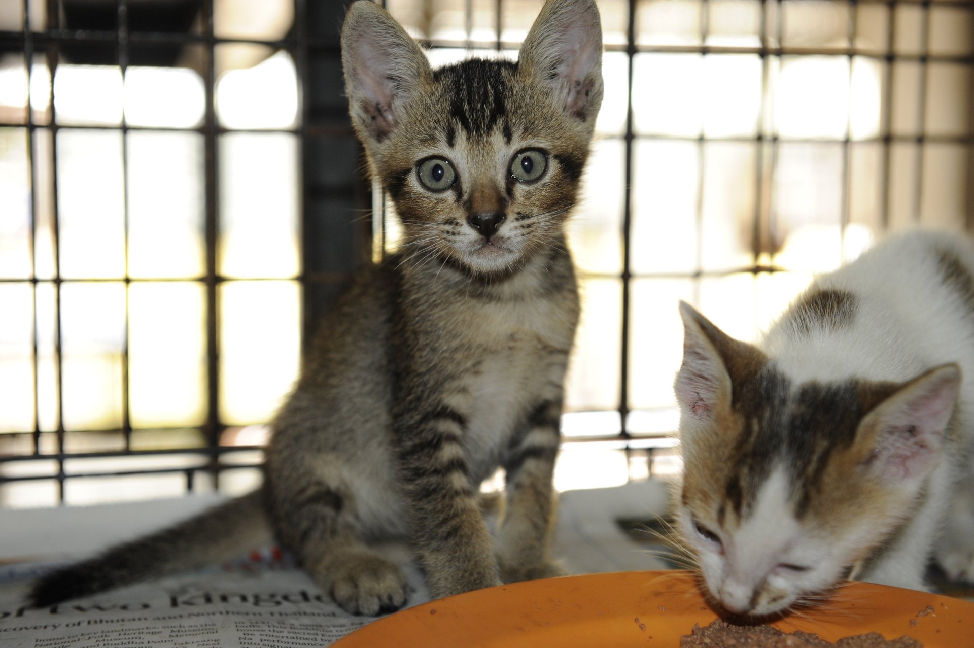 black and white bed linen
