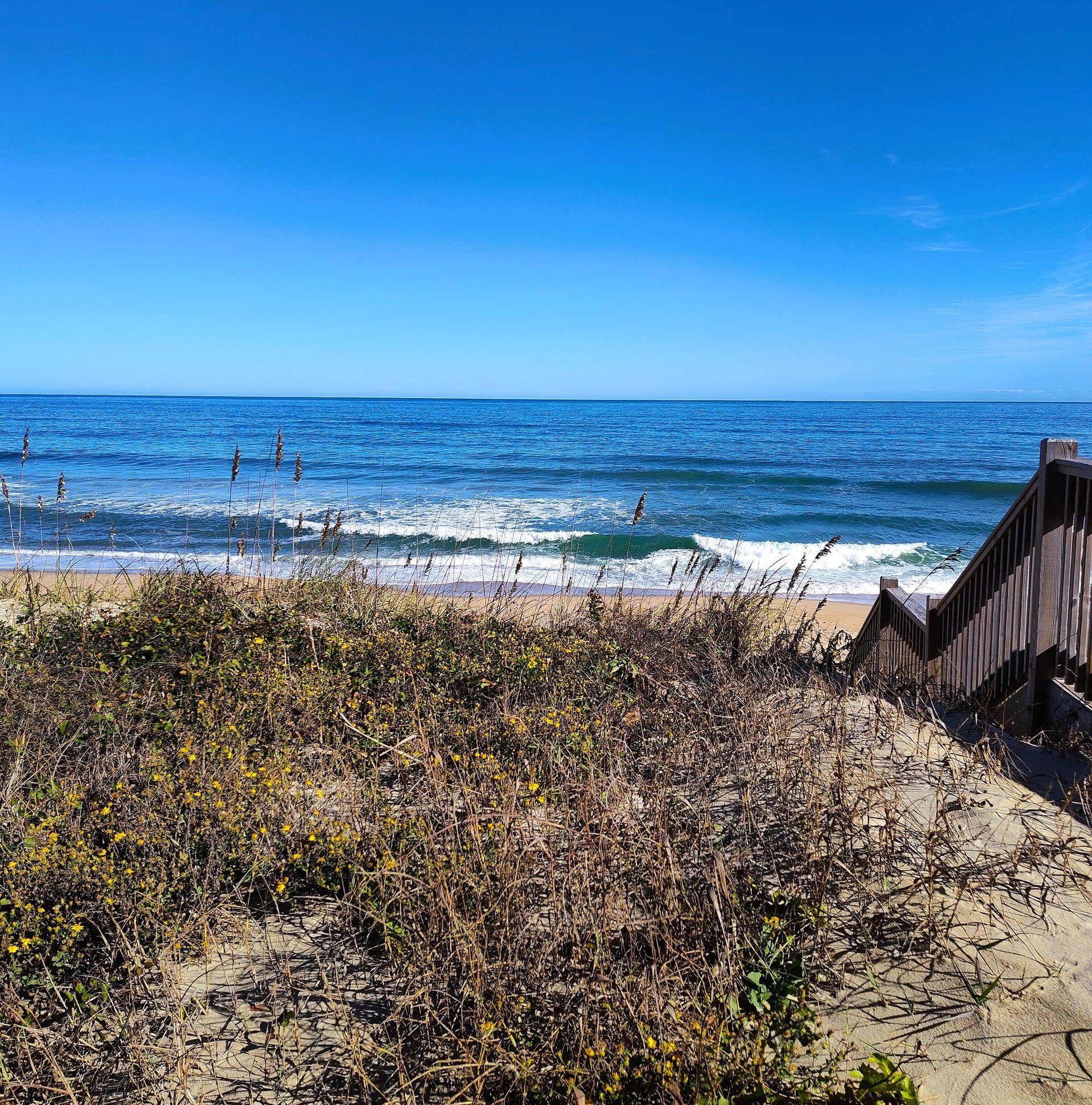 woman holding dried flower