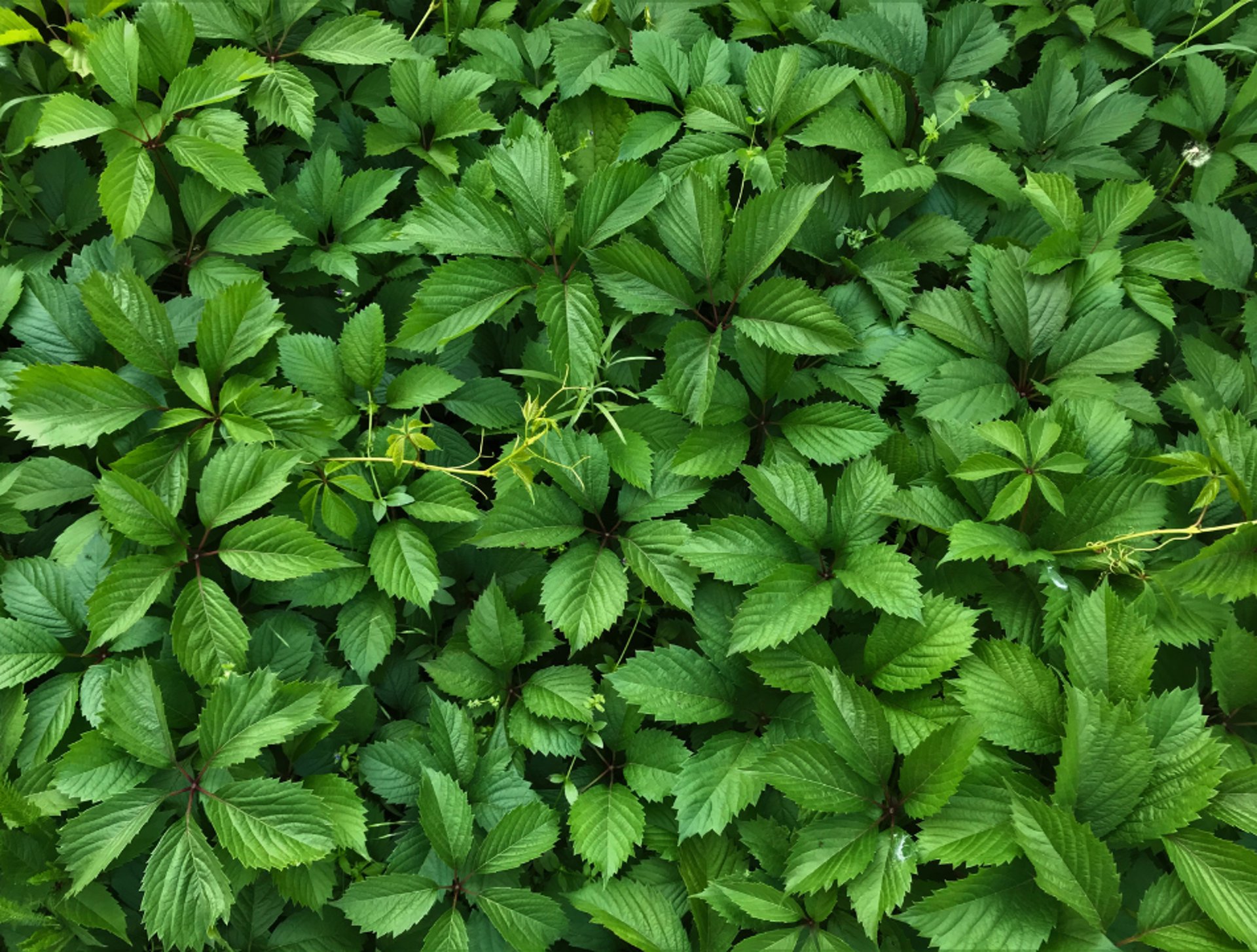 red and black round illustration