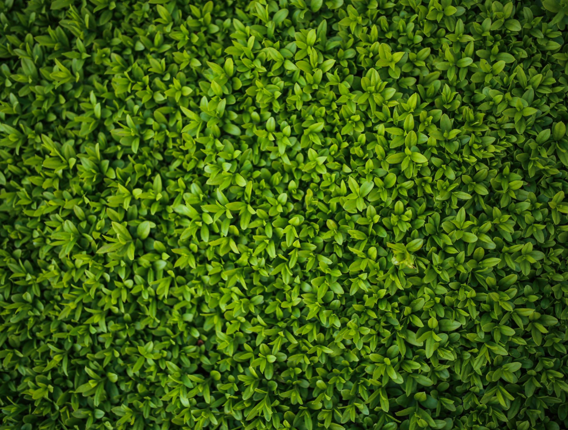 red scoop neck long sleeve shirt