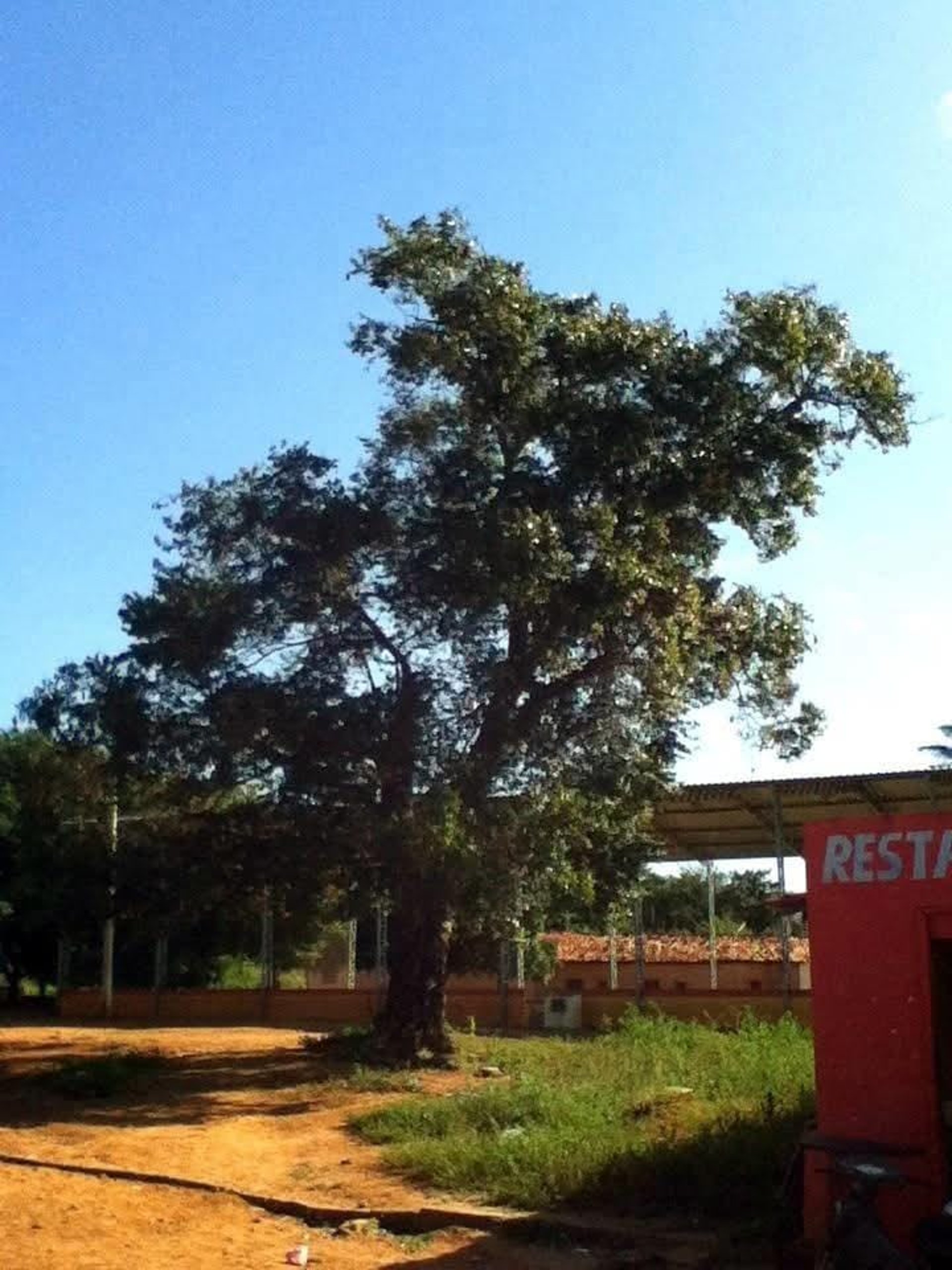 green grass near body of water during sunset
