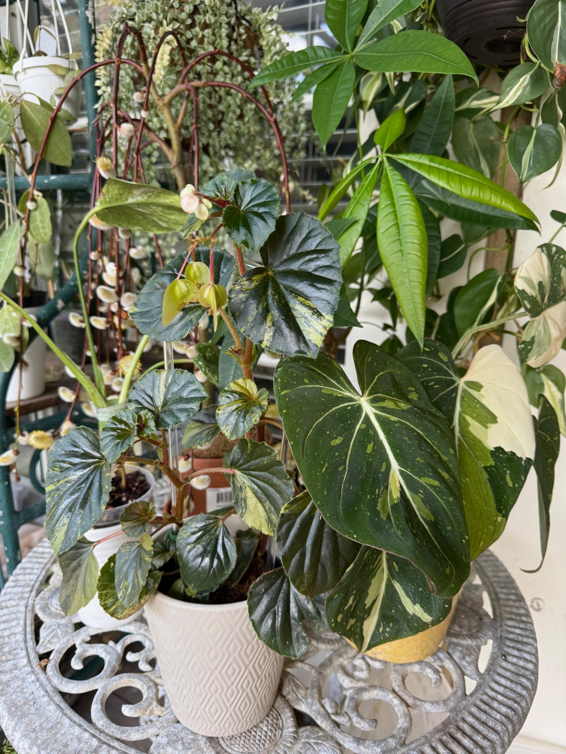 woman holding dried flower