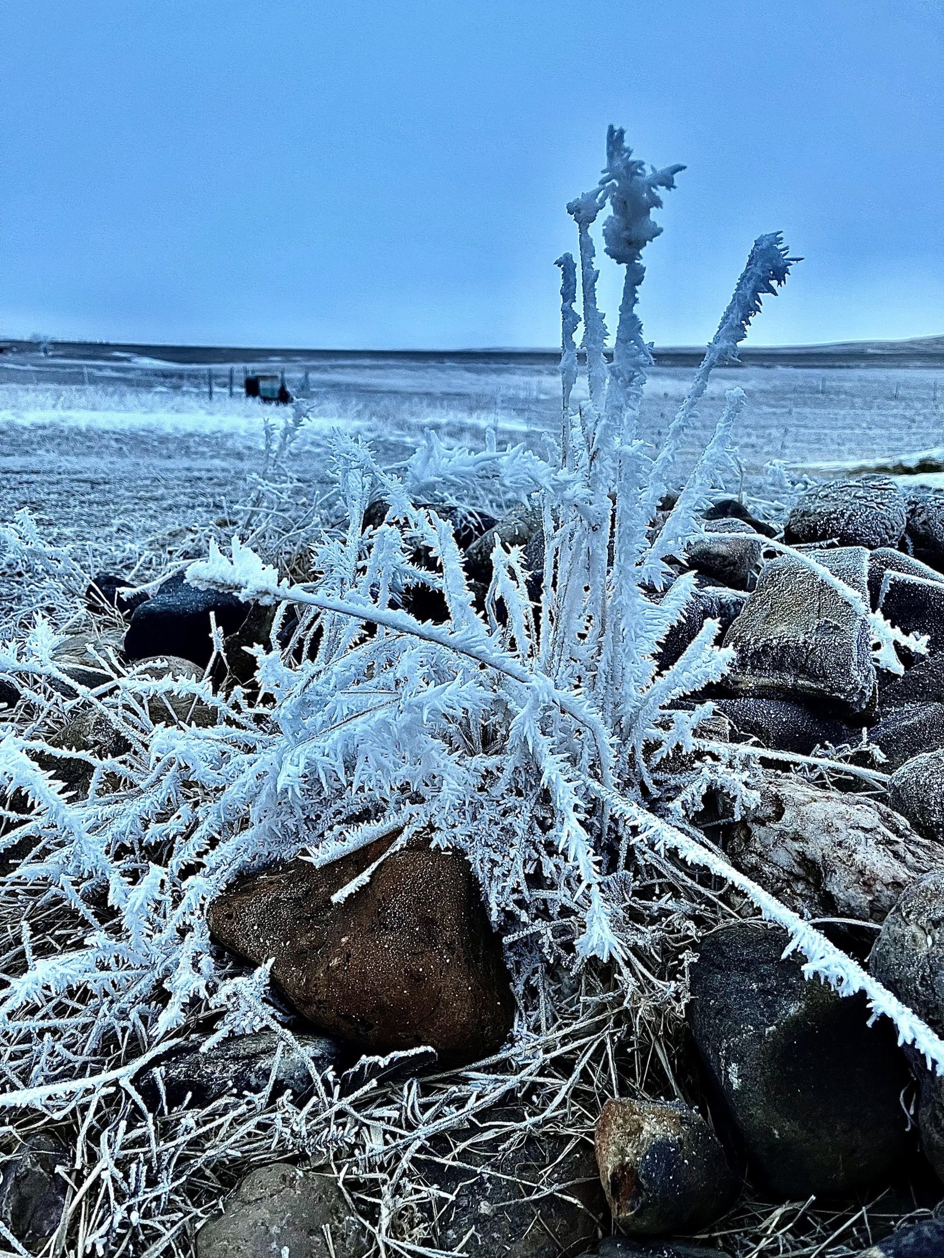 three brown hays cover by snow
