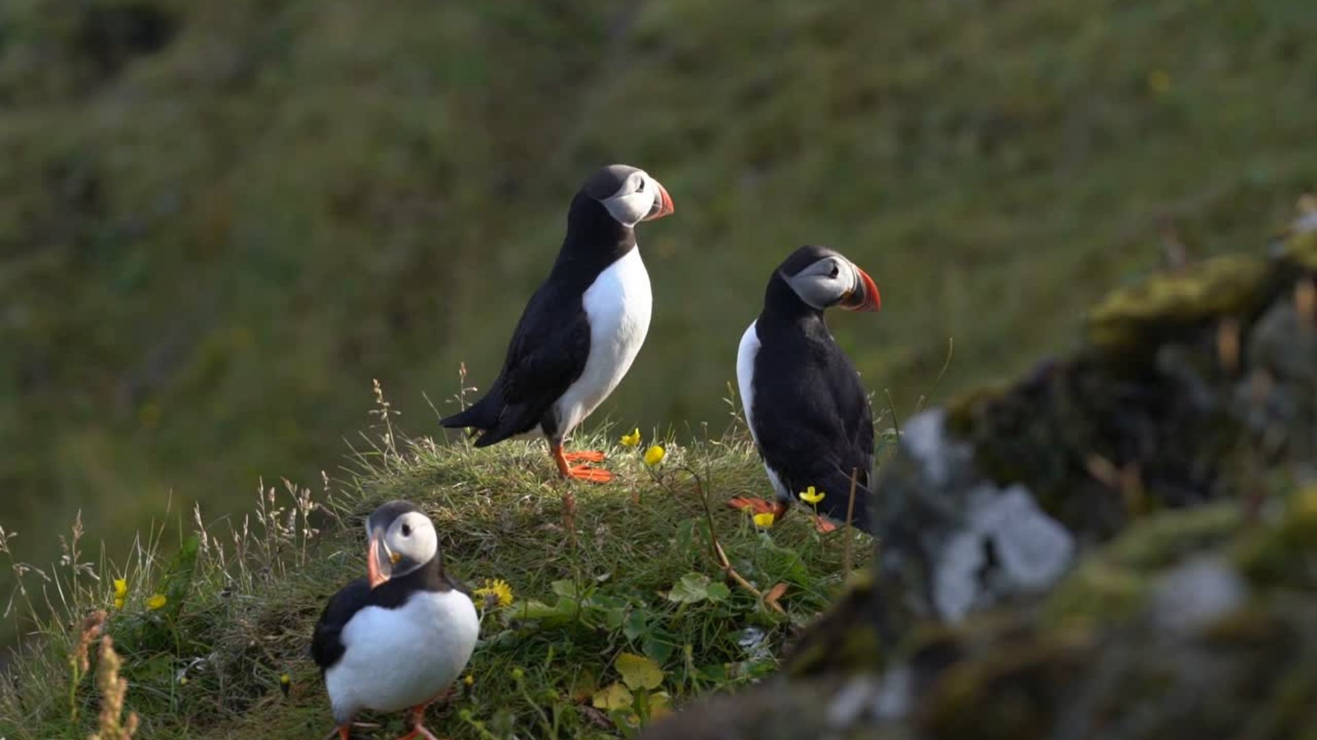 landscape photography of river in the middle of mountains