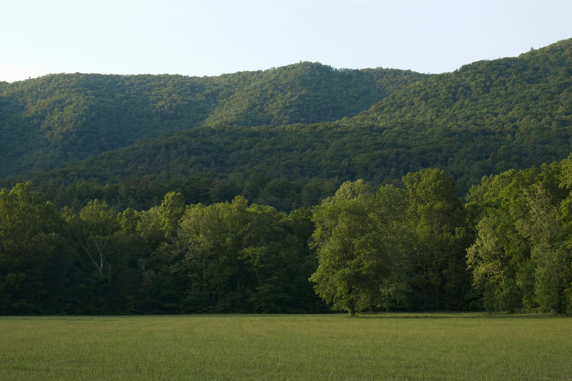 green hills with forest under cloudy sky during daytime