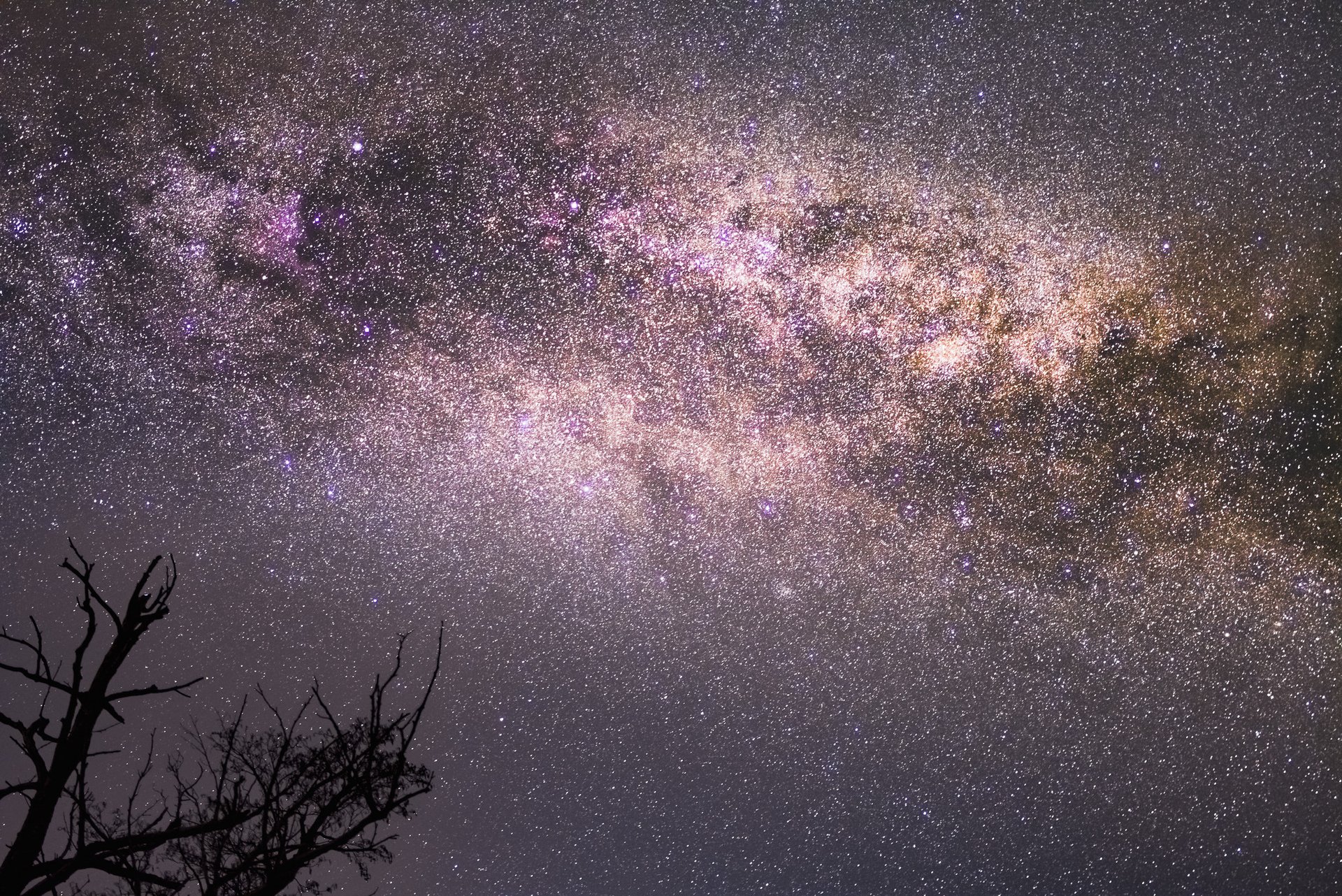 low angle photography of silhouette of trees under blue sky