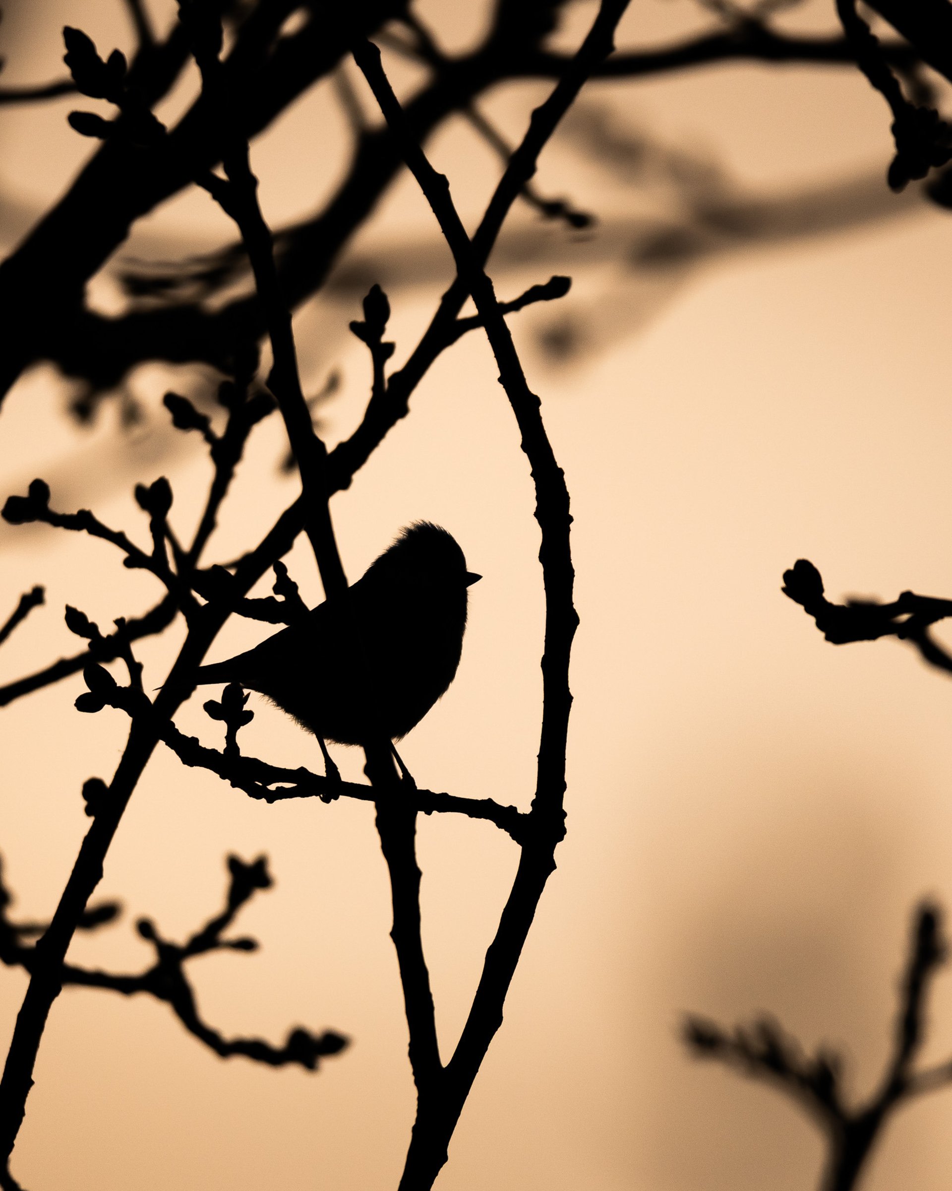 blue and brown bird on brown tree trunk