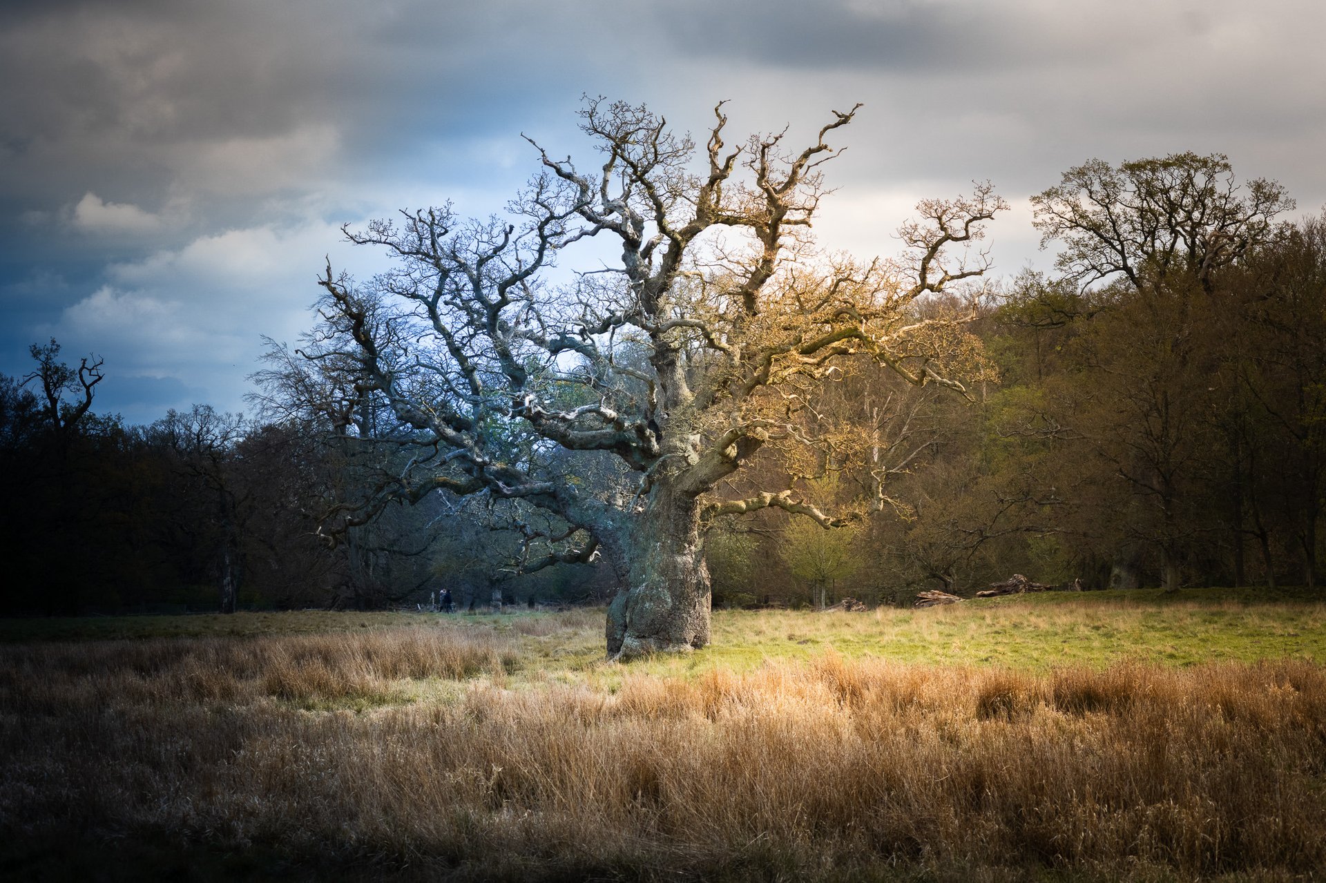foggy mountain summit