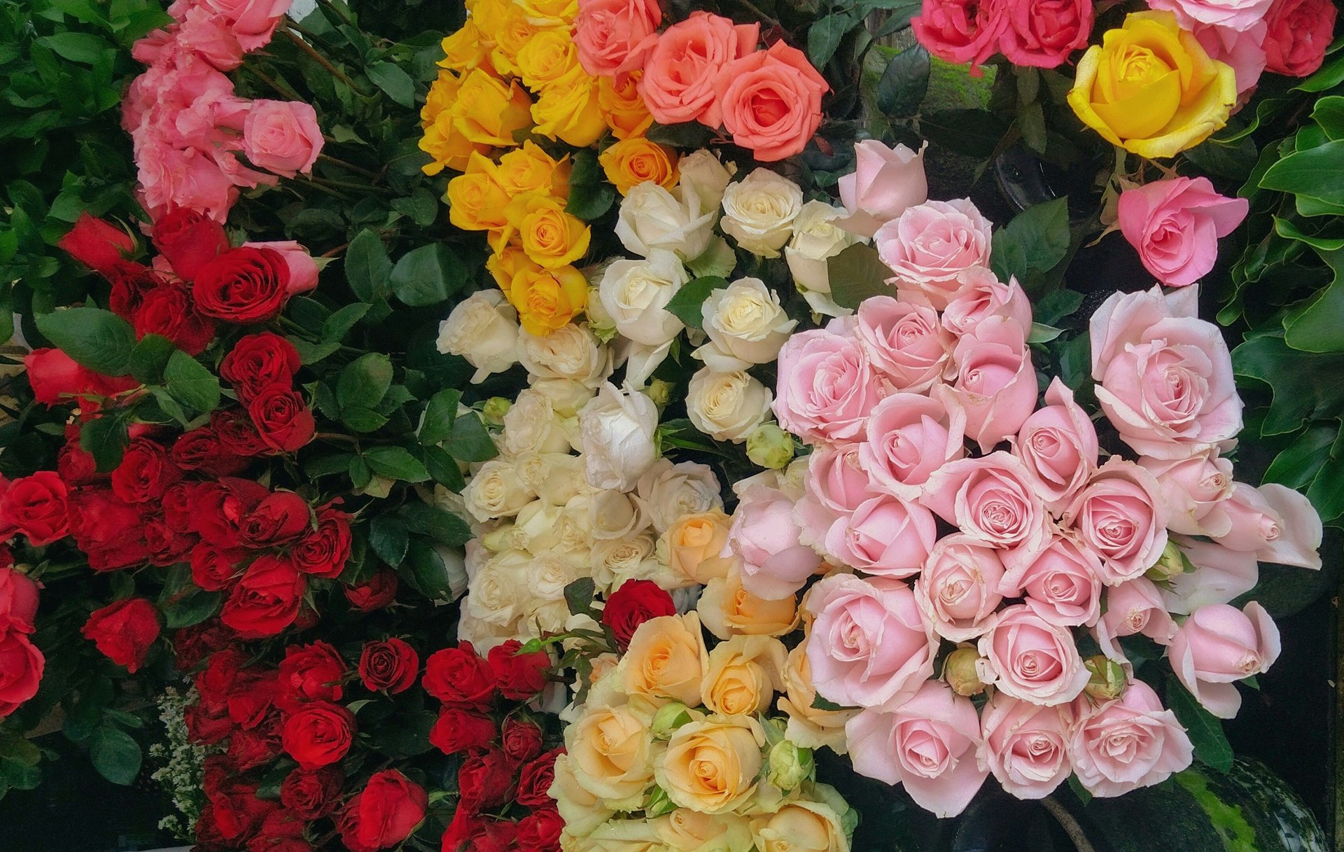 fondo de flores de colores