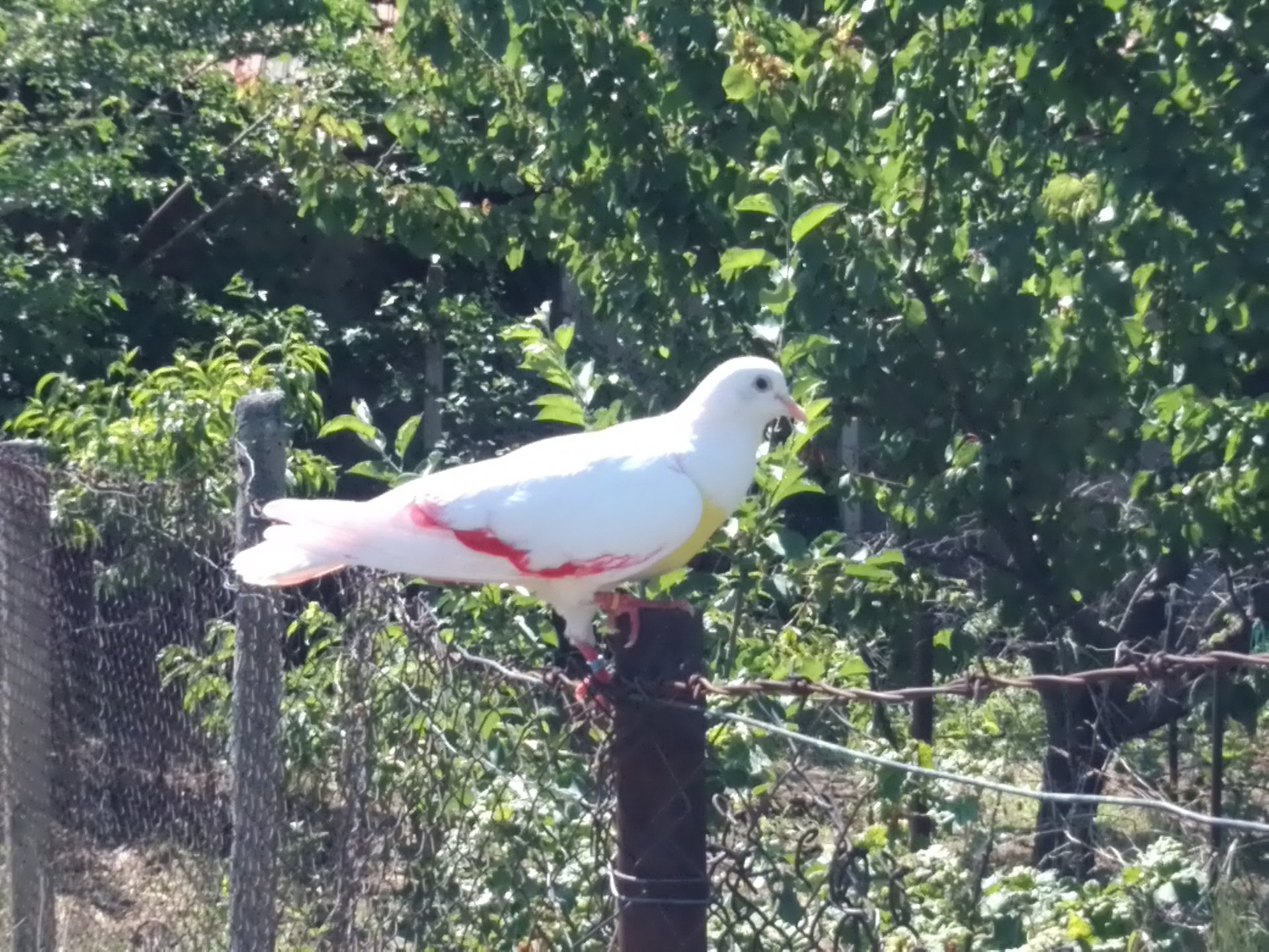 A dove perched on a garden fence in Kurtovo Konare, resting quietly in the soft morning light.