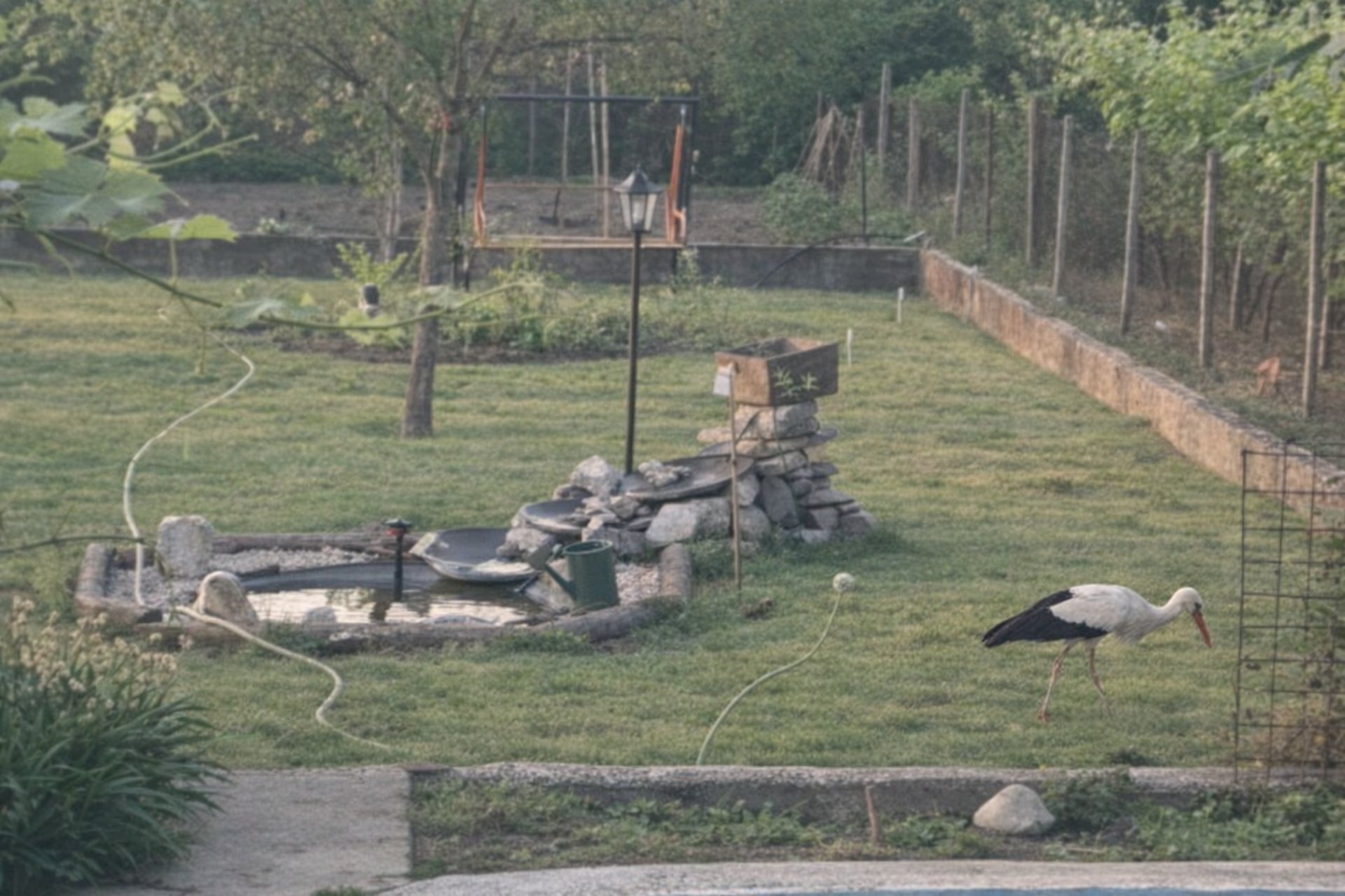 Two storks standing near a small garden fountain in Kurtovo Konare, surrounded by grass, stones, and morning light.