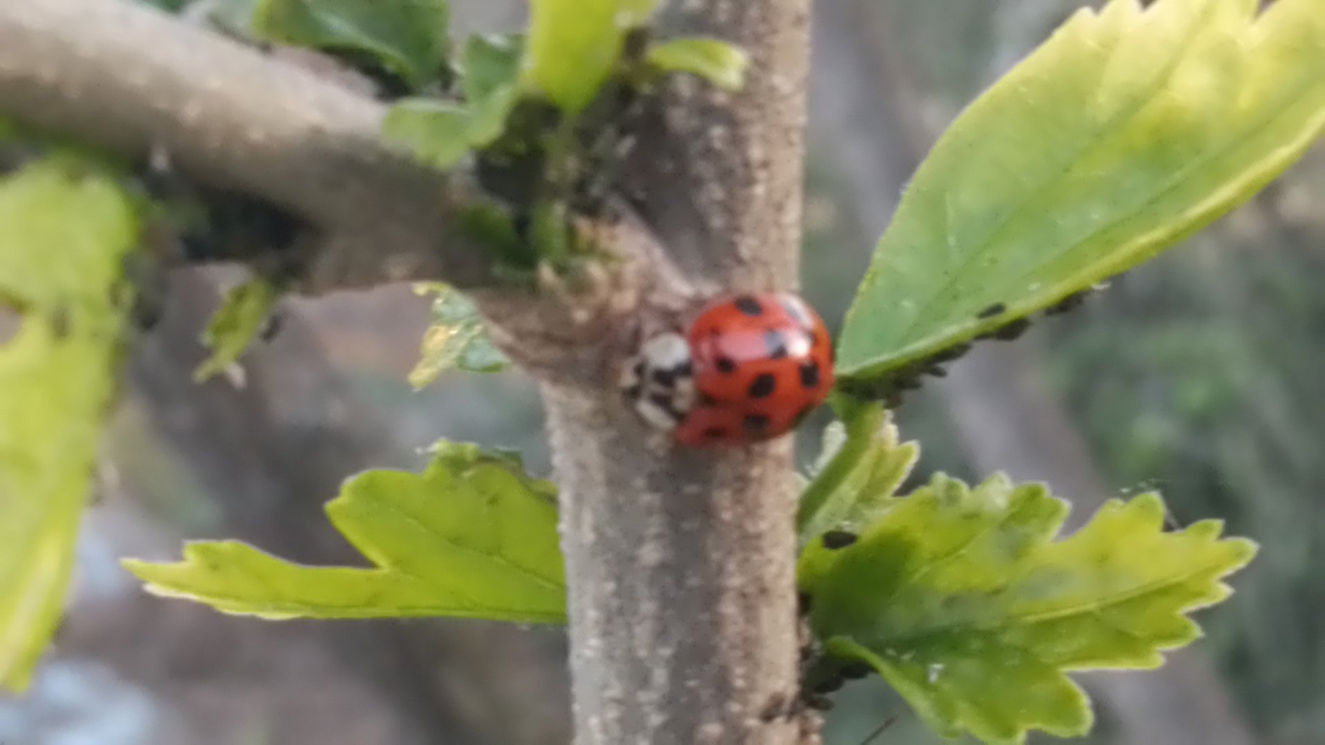 Ladybird feeding on aphids on a garden plant, supporting natural pest control in an eco-friendly garden